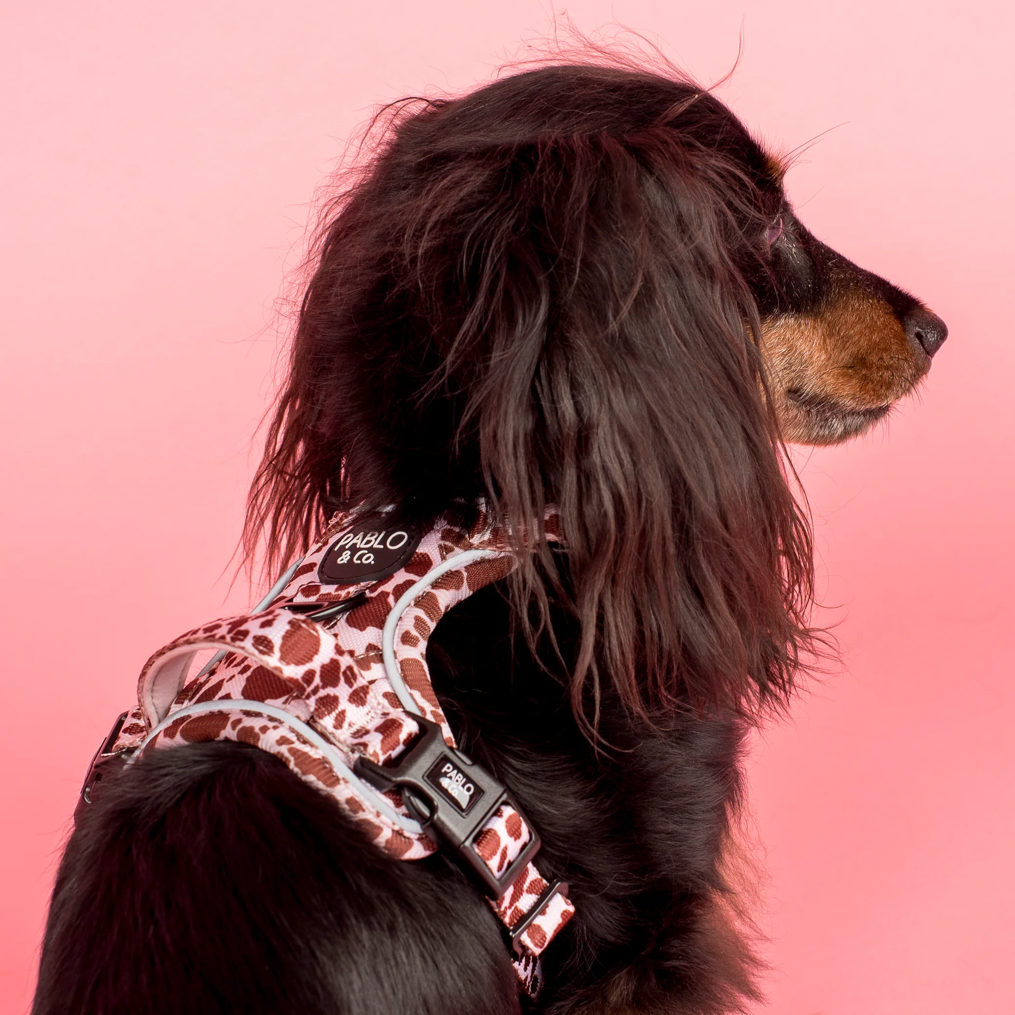 Rodeo: No Pull Adventure Harness - Image 8