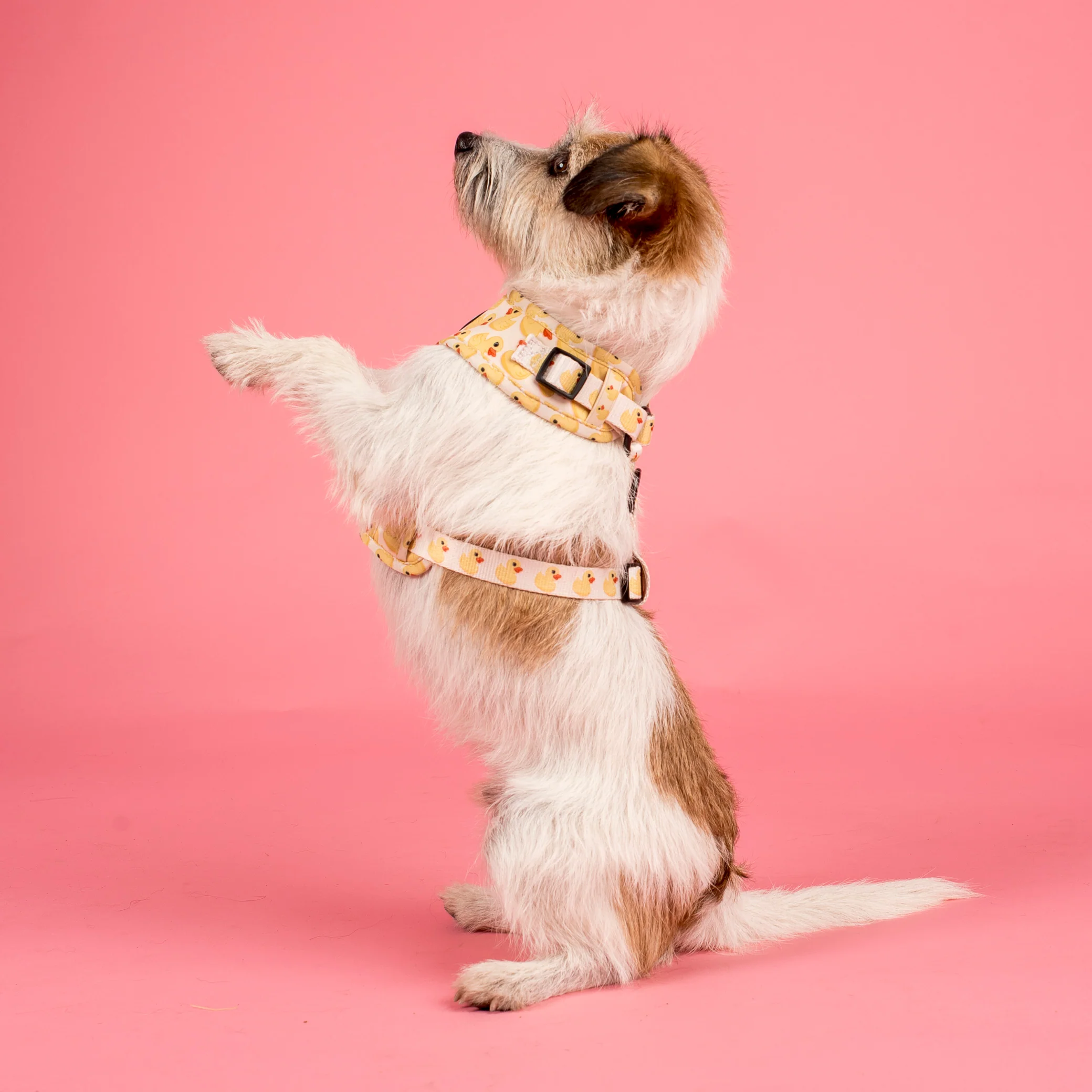Rubber Ducky: Adjustable Harness - Image 3
