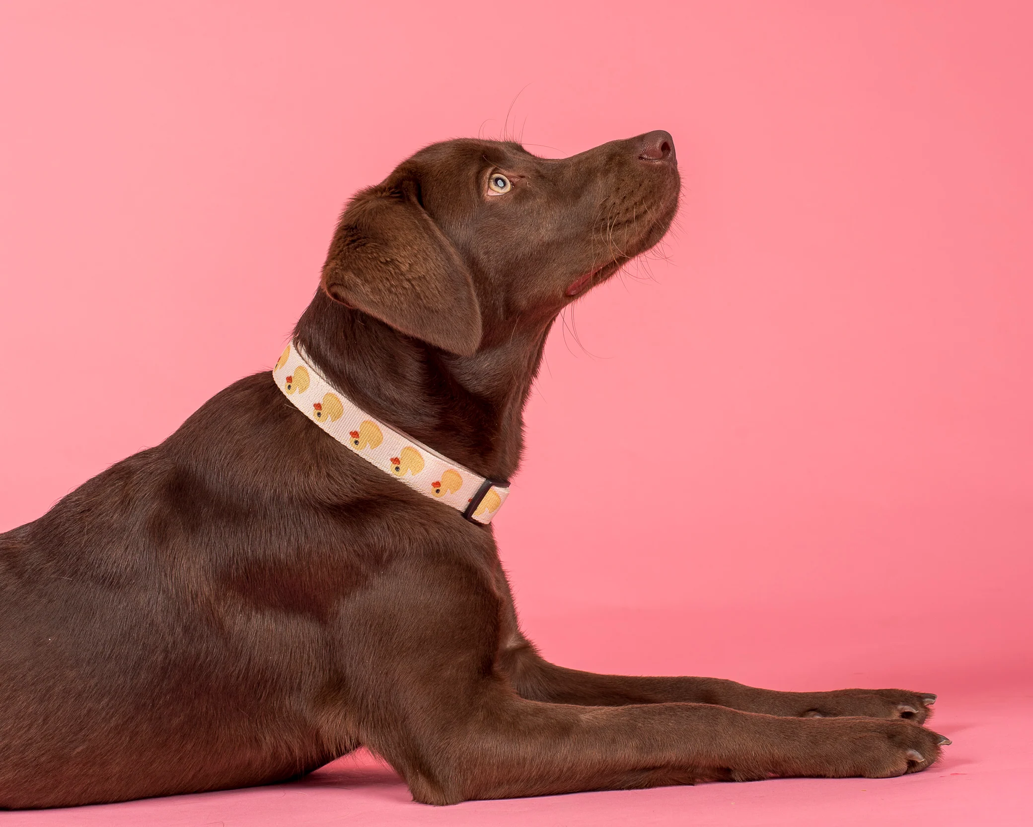 Rubber Ducky: Collar - Image 6