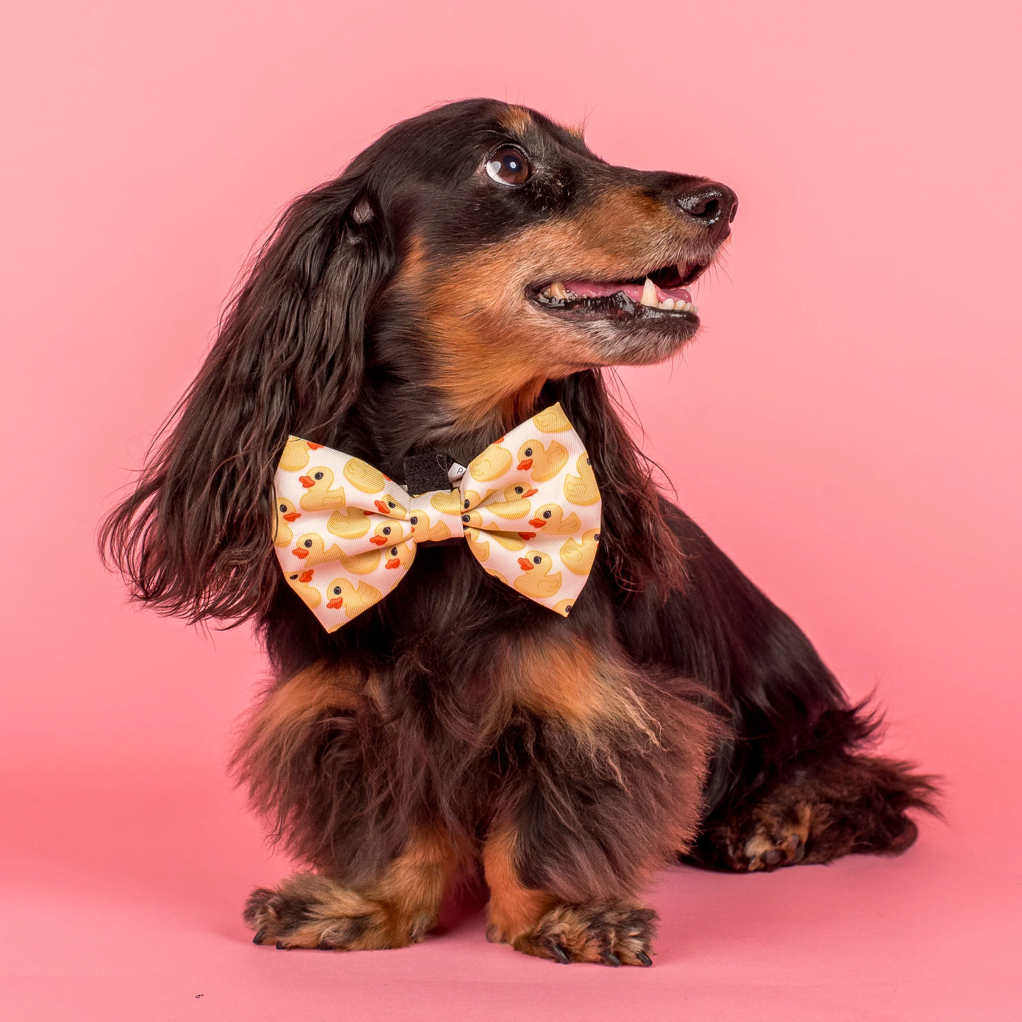 Rubber Ducky: Bow Tie - Image 3