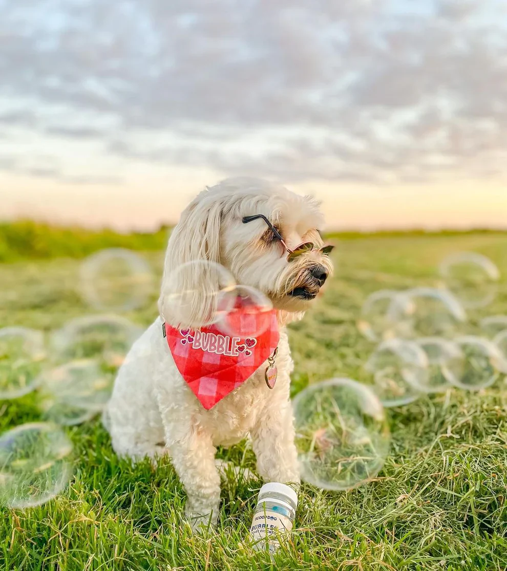 Scoop Dog Bubbles - Image 2