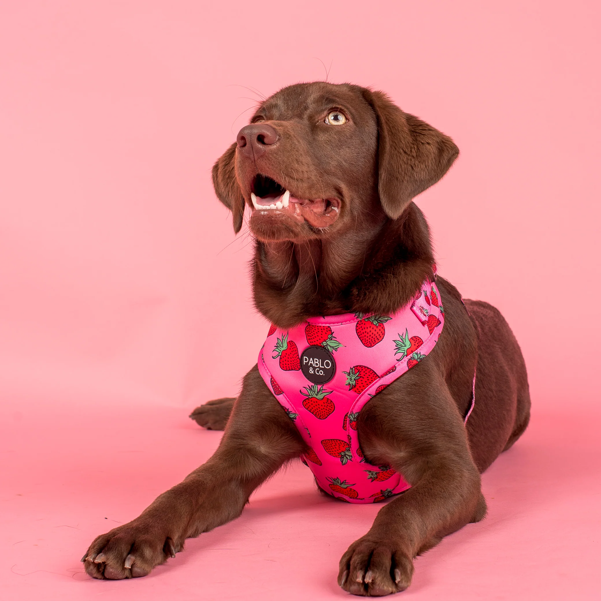 Strawberries: Adjustable Harness - Image 3