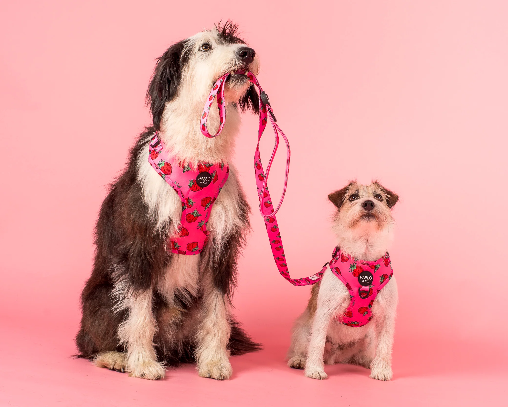 Strawberries: Adjustable Harness - Image 4