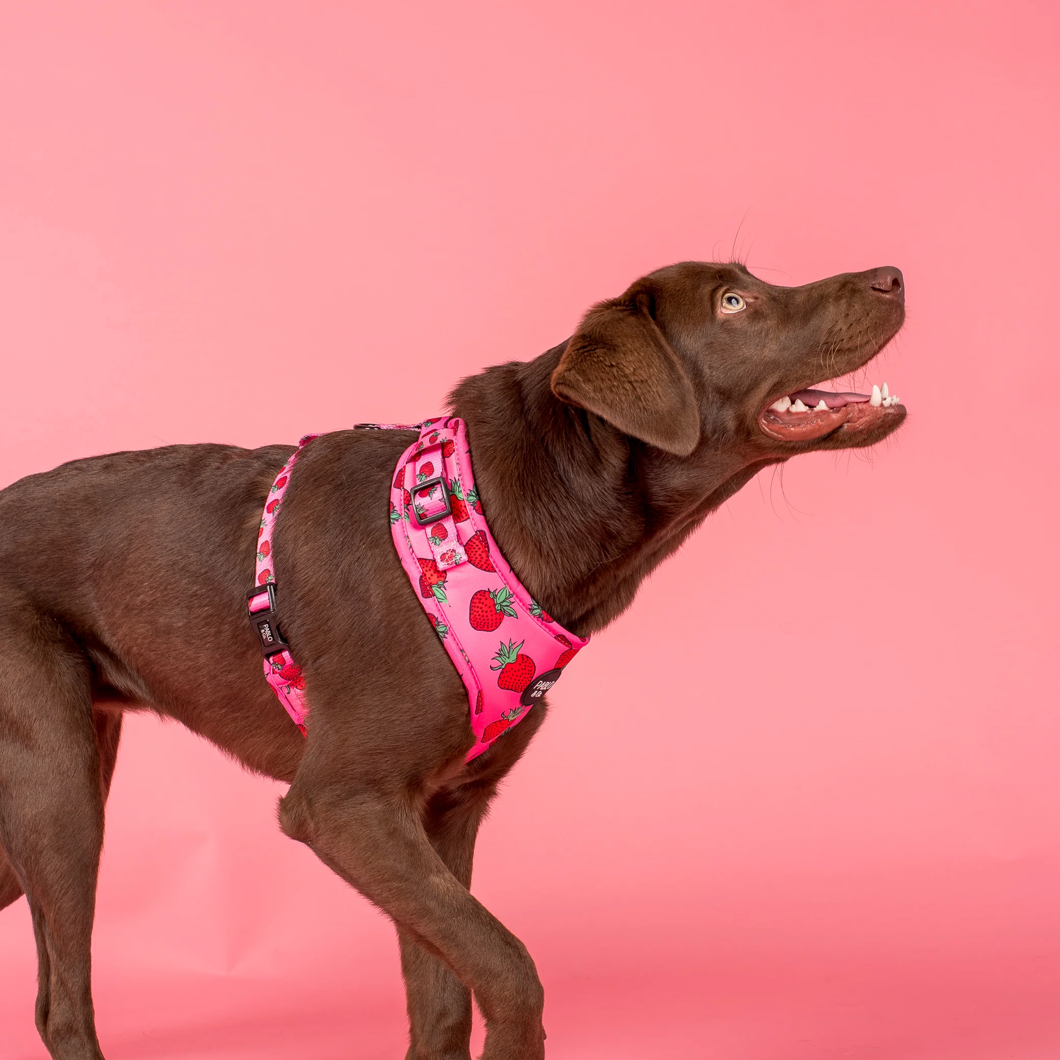 Strawberries: Adjustable Harness - Image 5