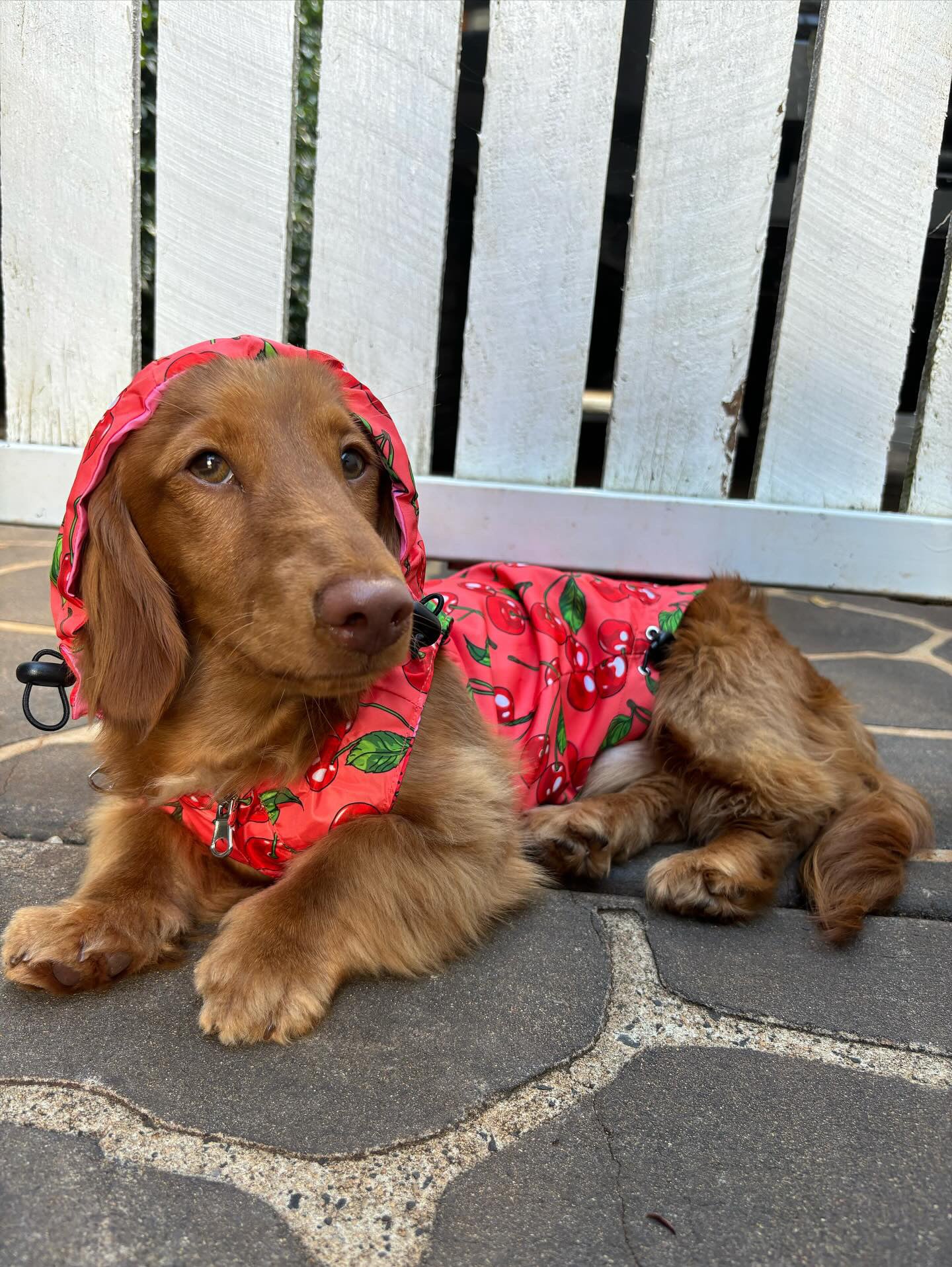 Strawberries / Cherry: Raincoat - Image 12