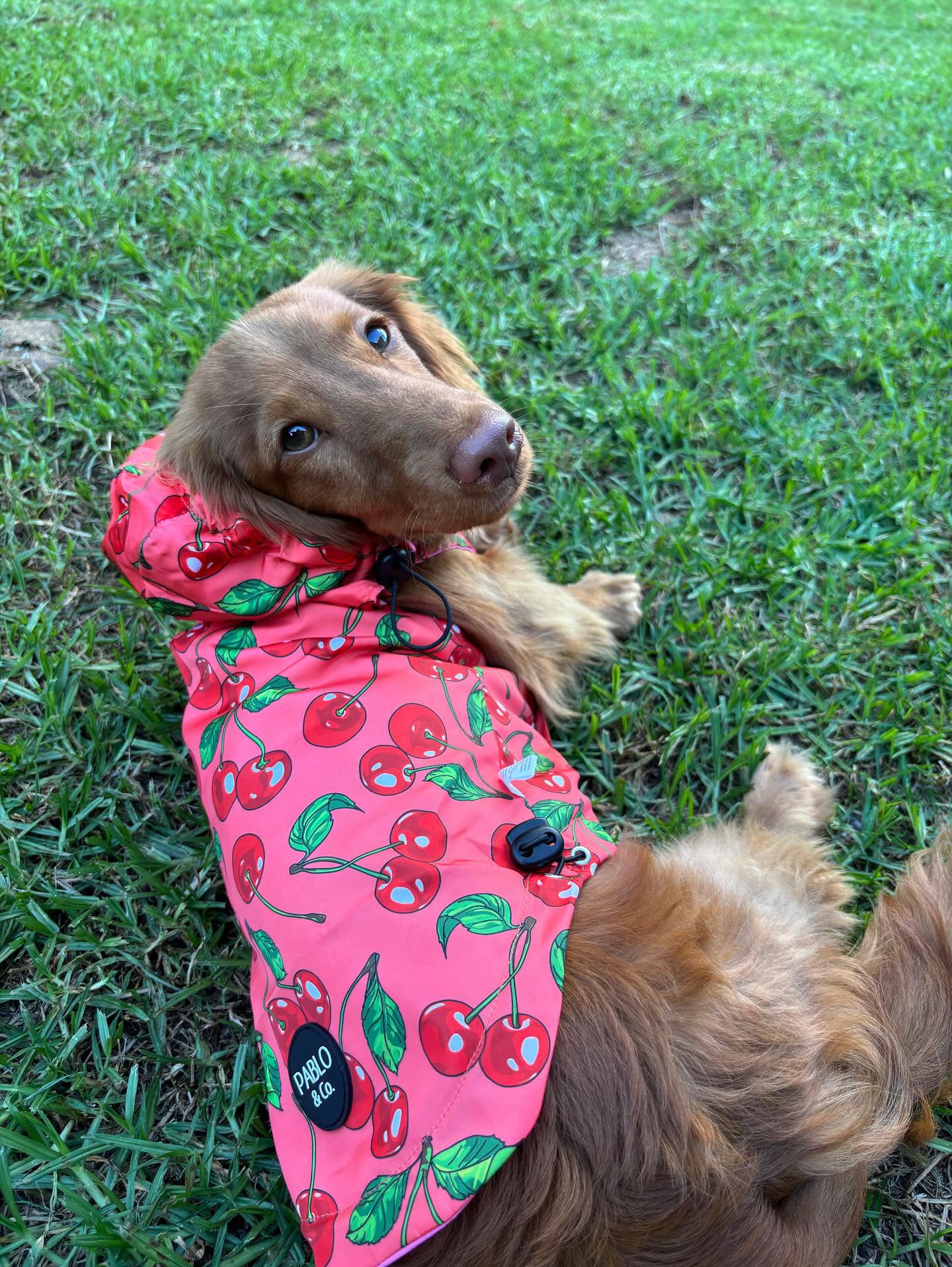 Strawberries / Cherry: Raincoat - Image 14