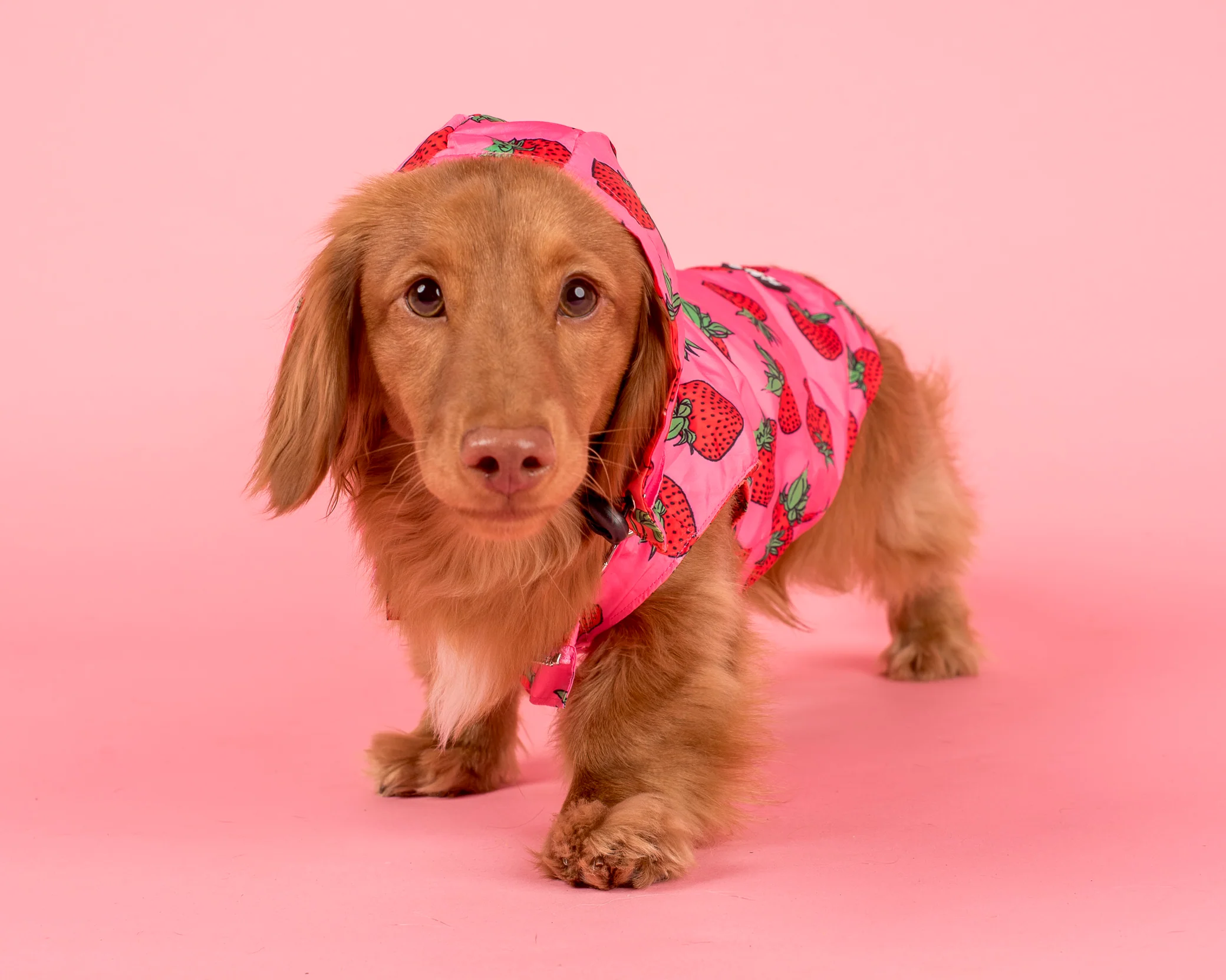 Strawberries / Cherry: Raincoat - Image 9