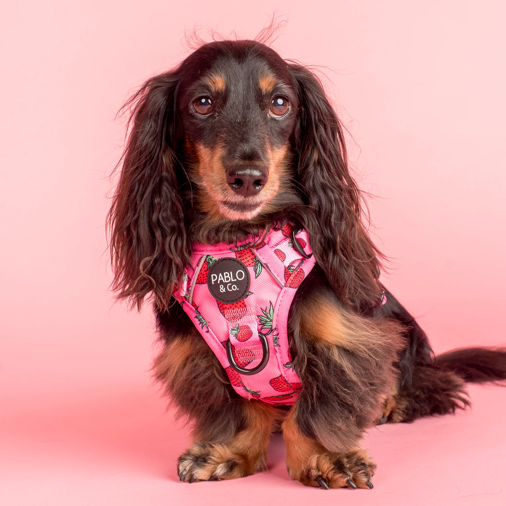 Strawberries: No Pull Adventure Harness
