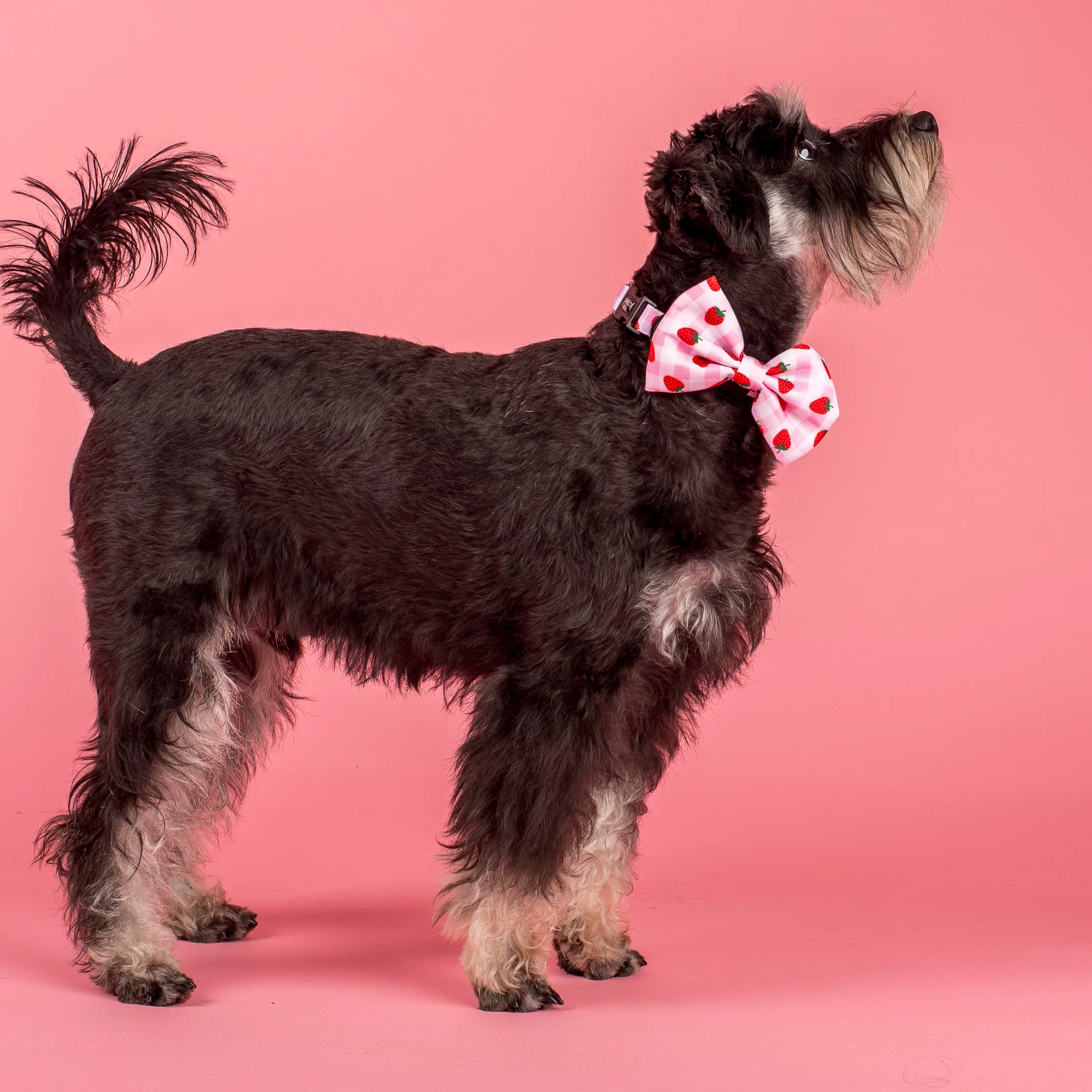 Strawberry Fields: Bow Tie - Image 2