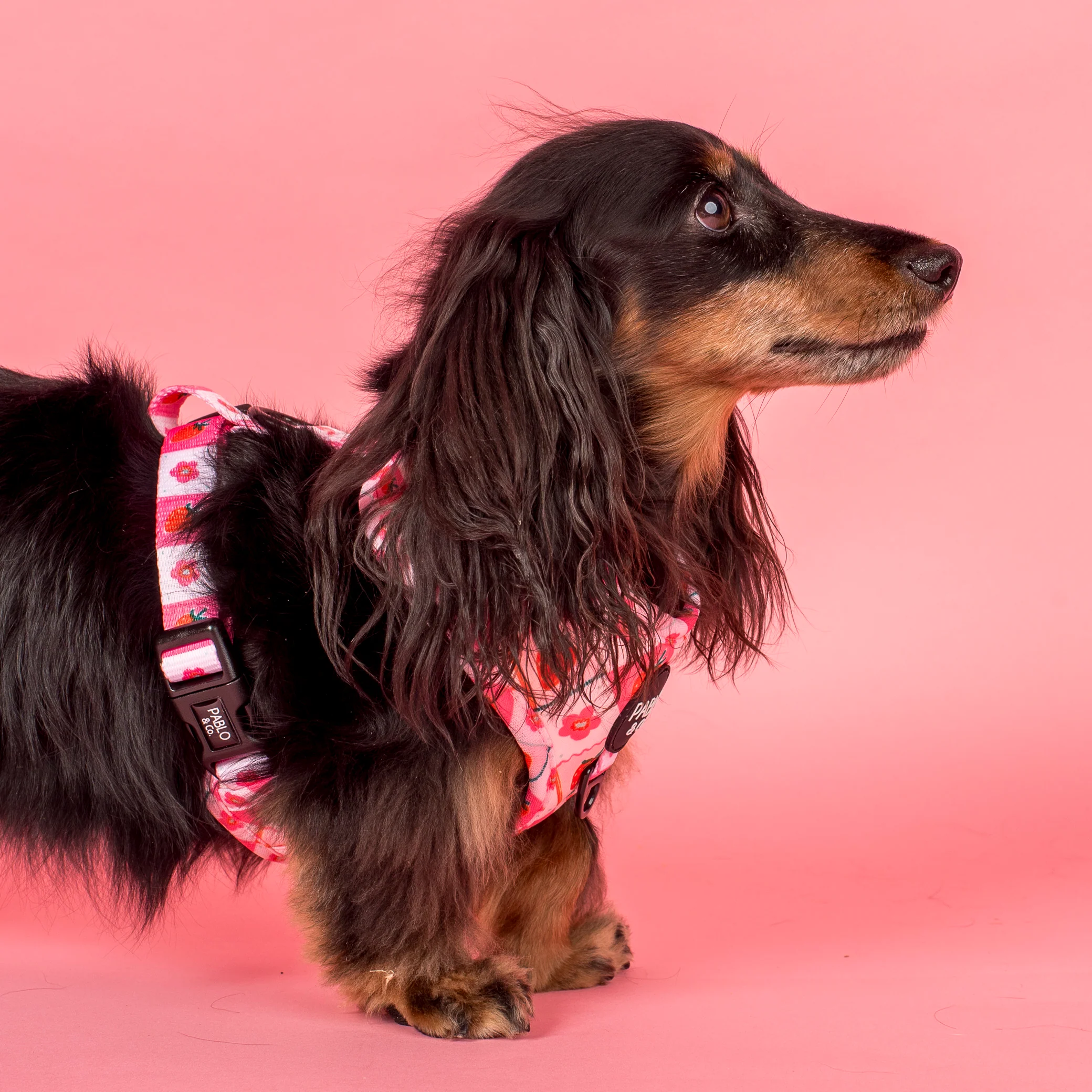Strawberry Patch: Adjustable Harness - Image 3