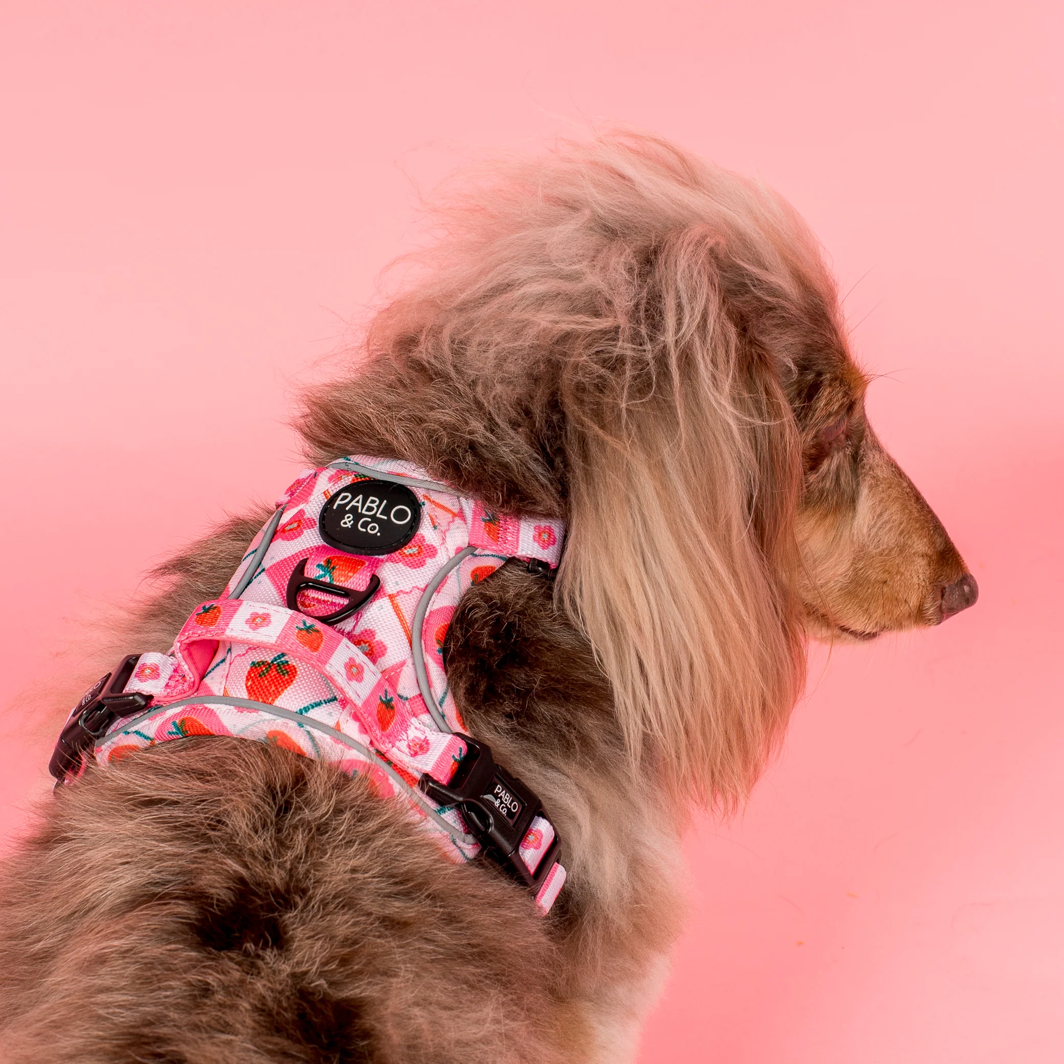 Strawberry Patch: No Pull Adventure Harness - Image 4