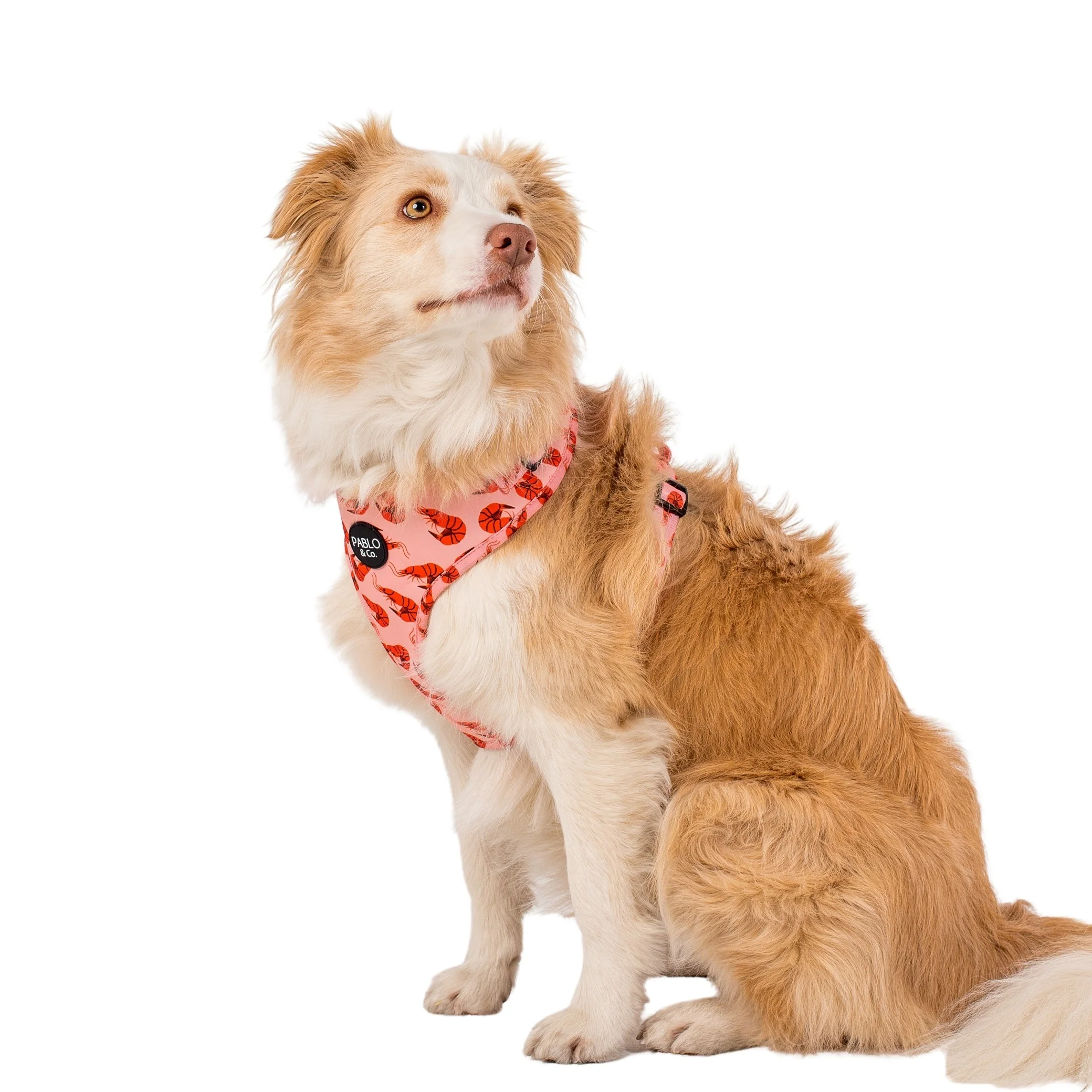 Summer Prawns: Adjustable Harness - Image 3