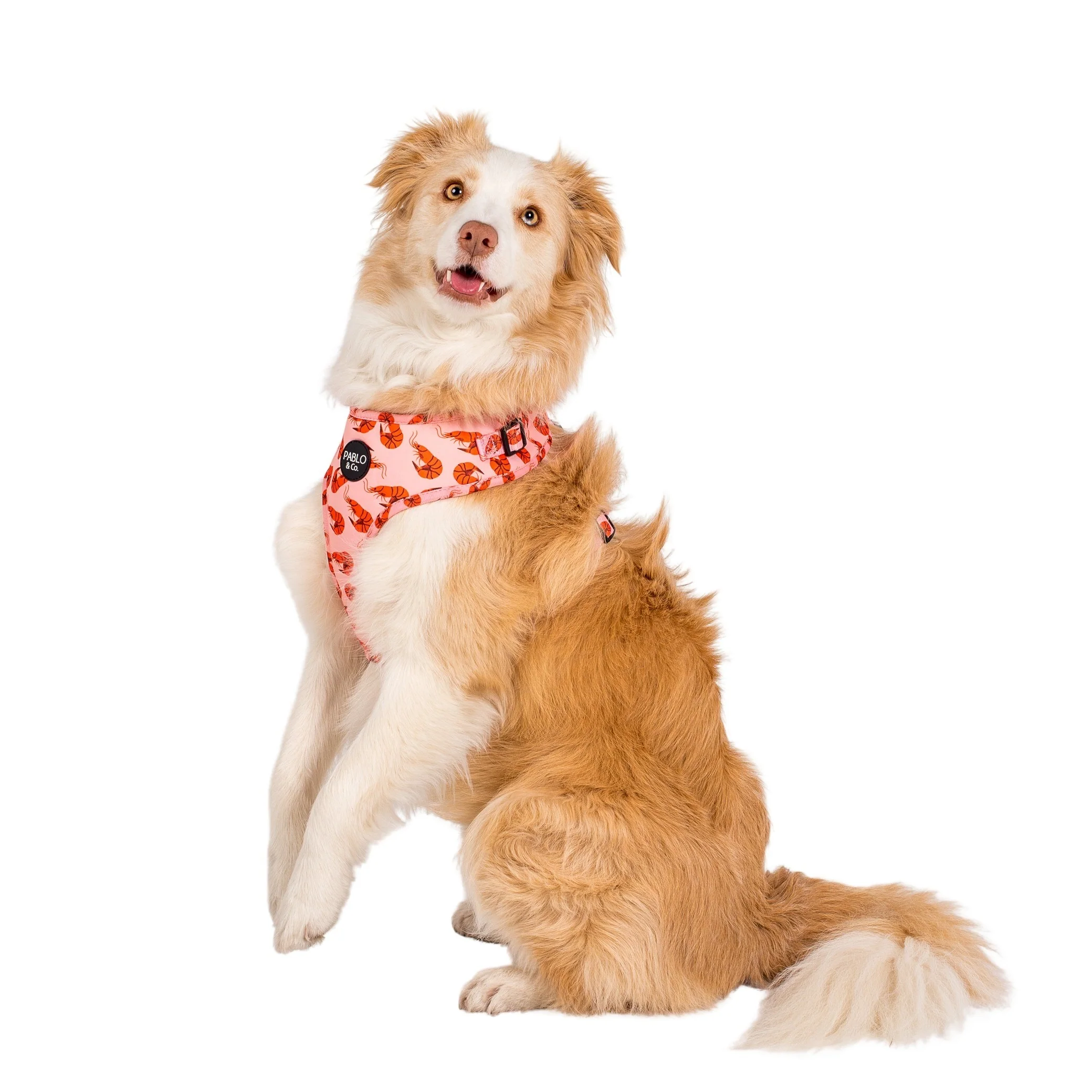 Summer Prawns: Adjustable Harness - Image 4