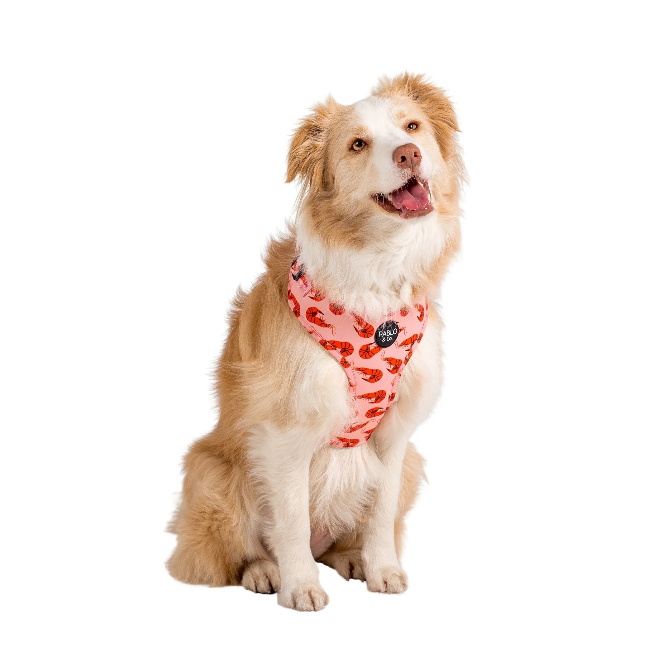 Summer Prawns: Adjustable Harness - Image 5