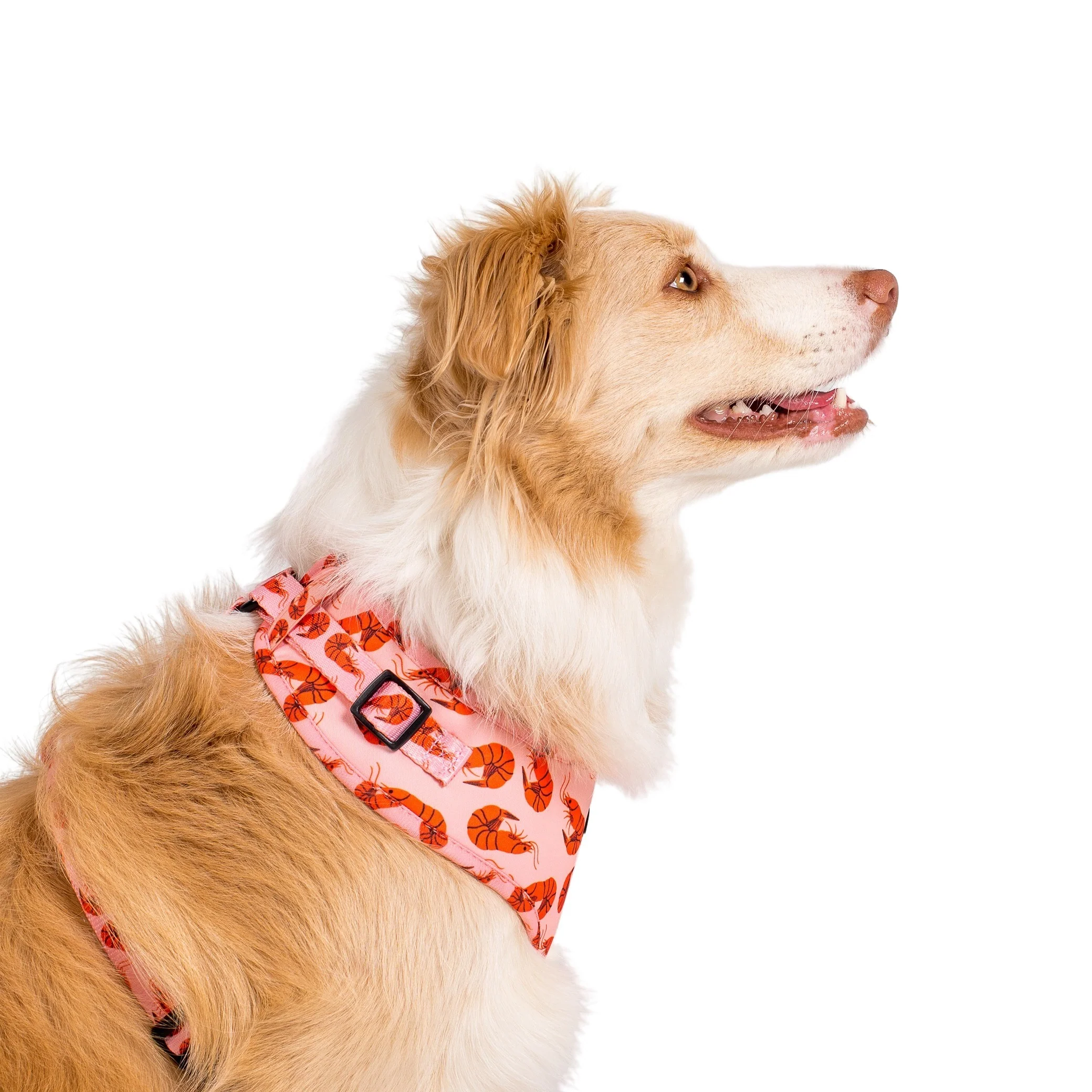 Summer Prawns: Adjustable Harness - Image 6