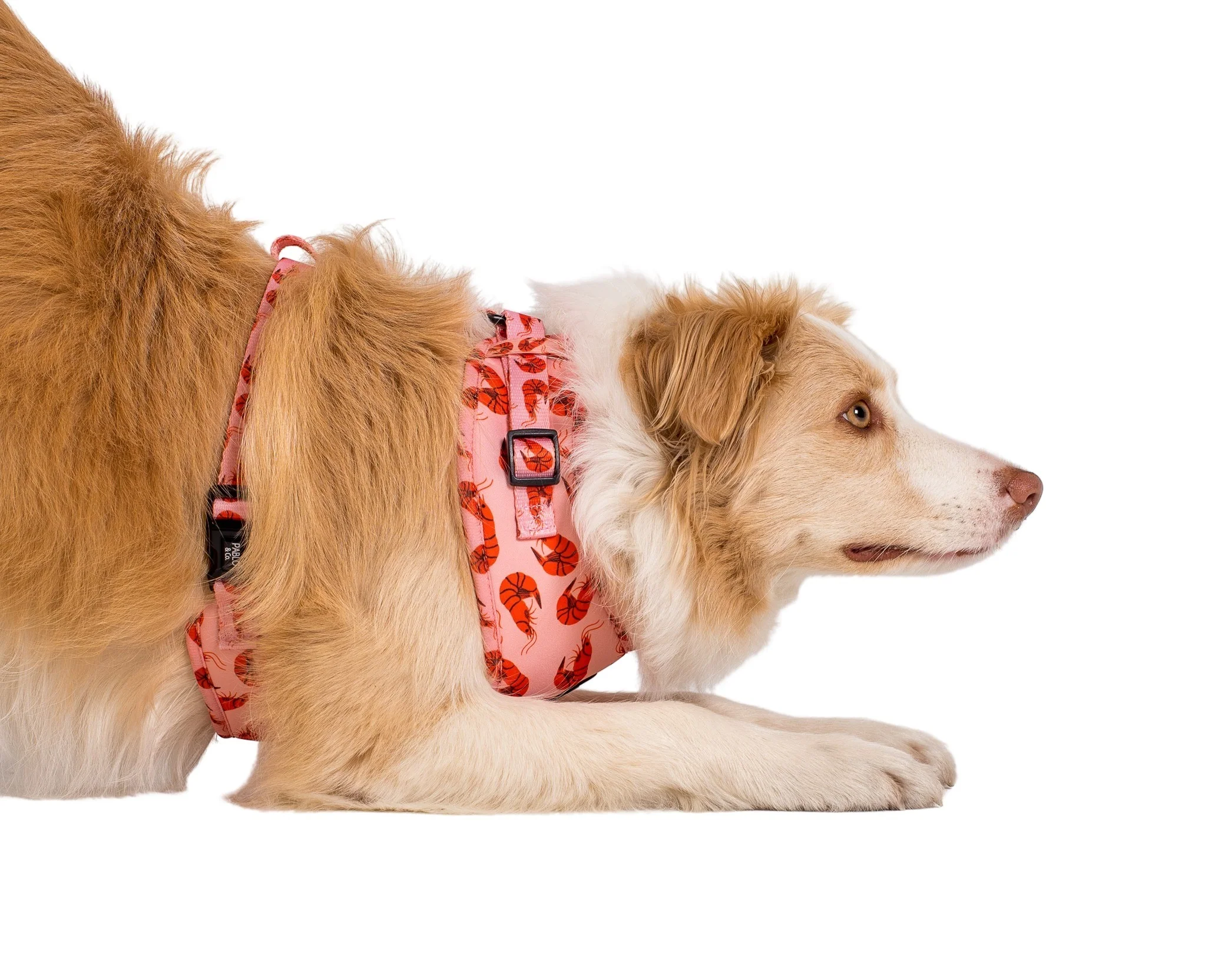 Summer Prawns: Adjustable Harness - Image 7