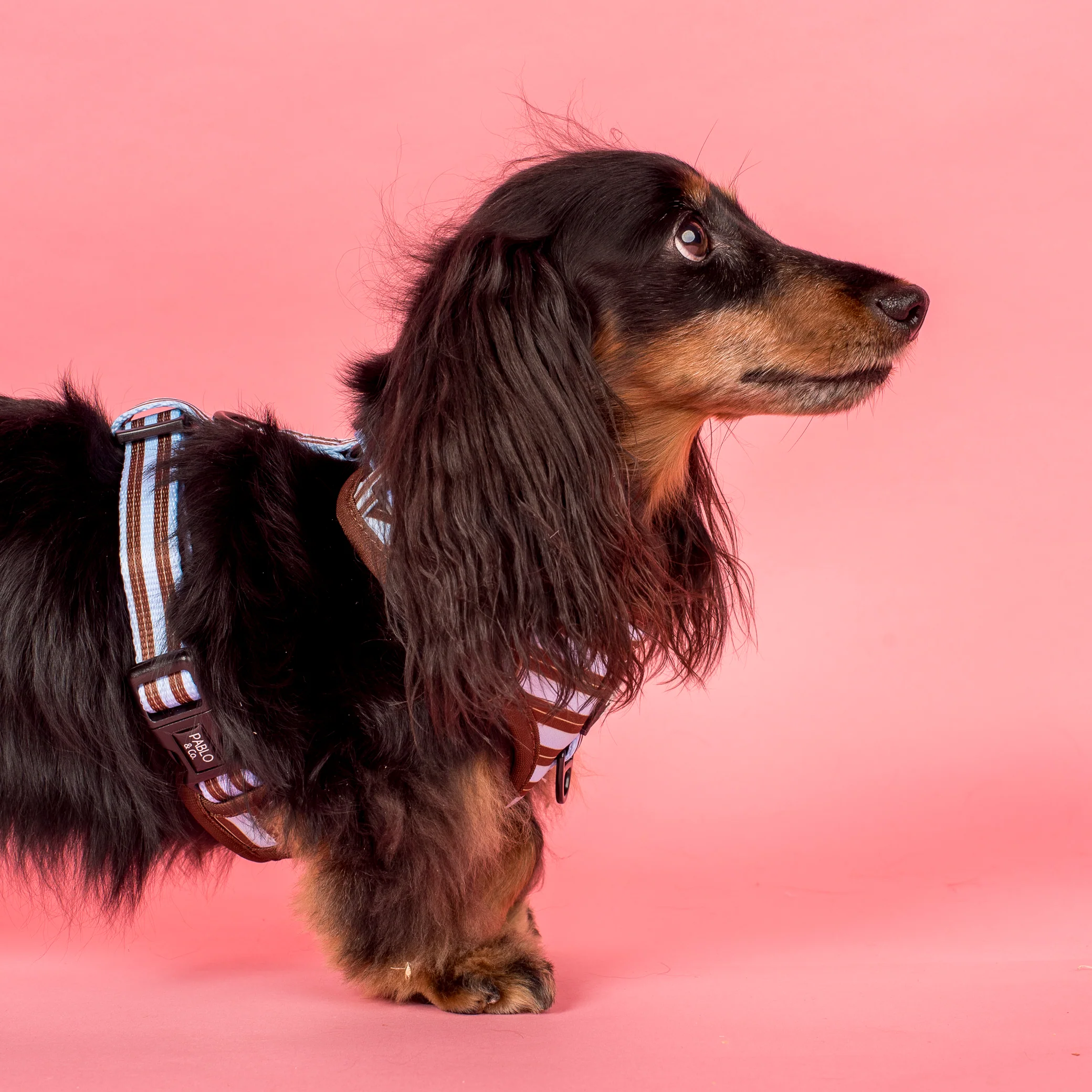 Sunday Stripes: Adjustable Harness - Image 3