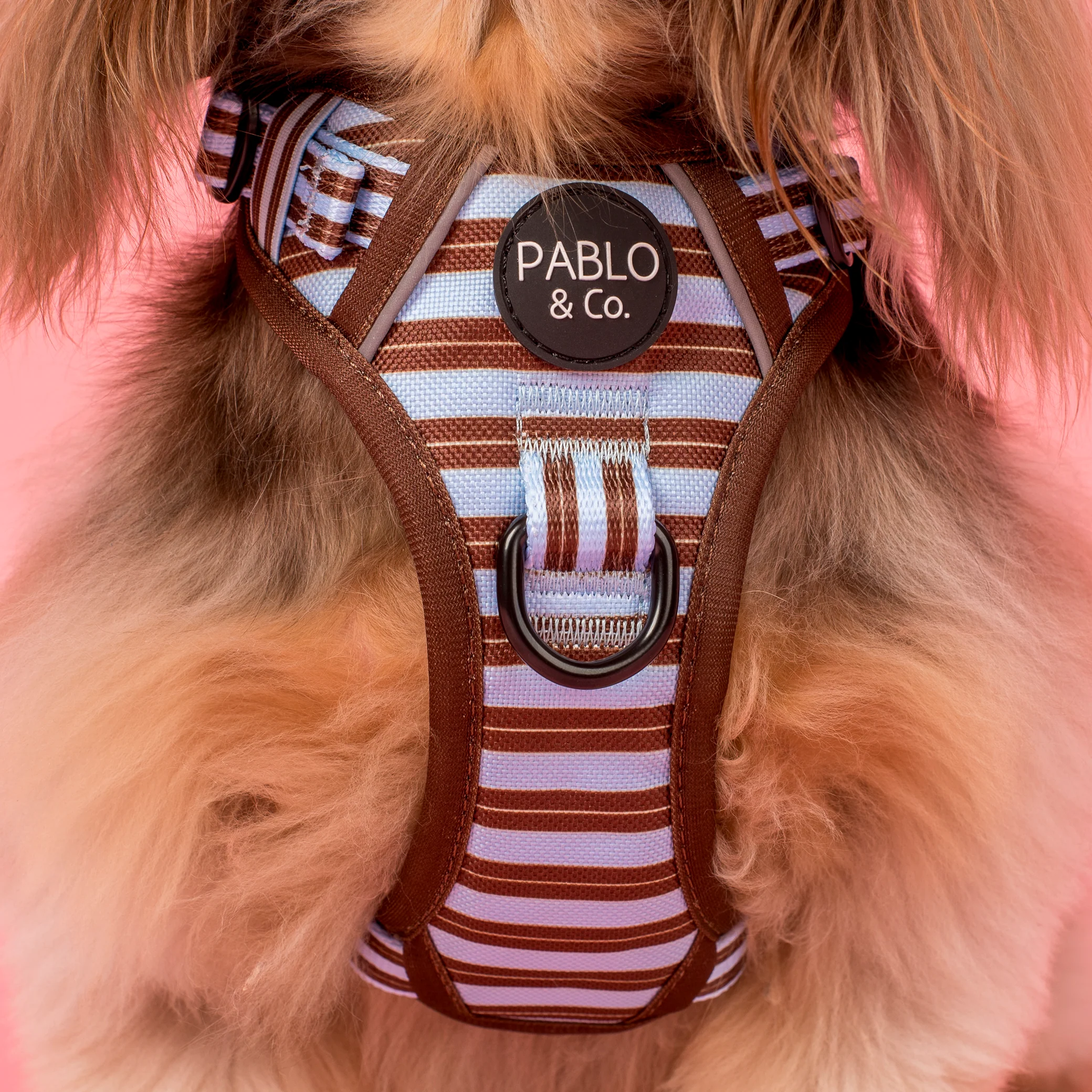 Sunday Stripes: No Pull Adventure Harness - Image 2