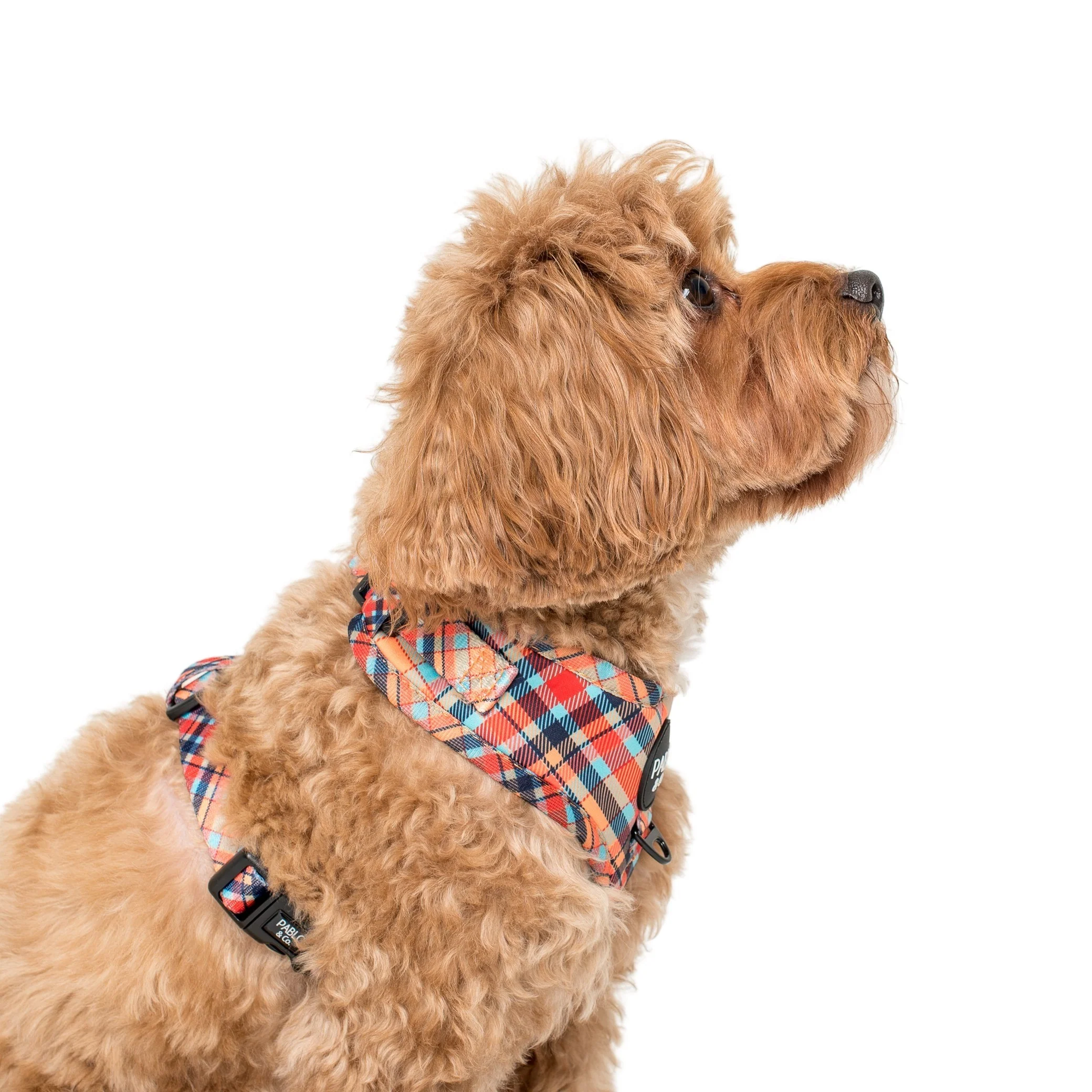 Tartan: Adjustable Harness - Image 4