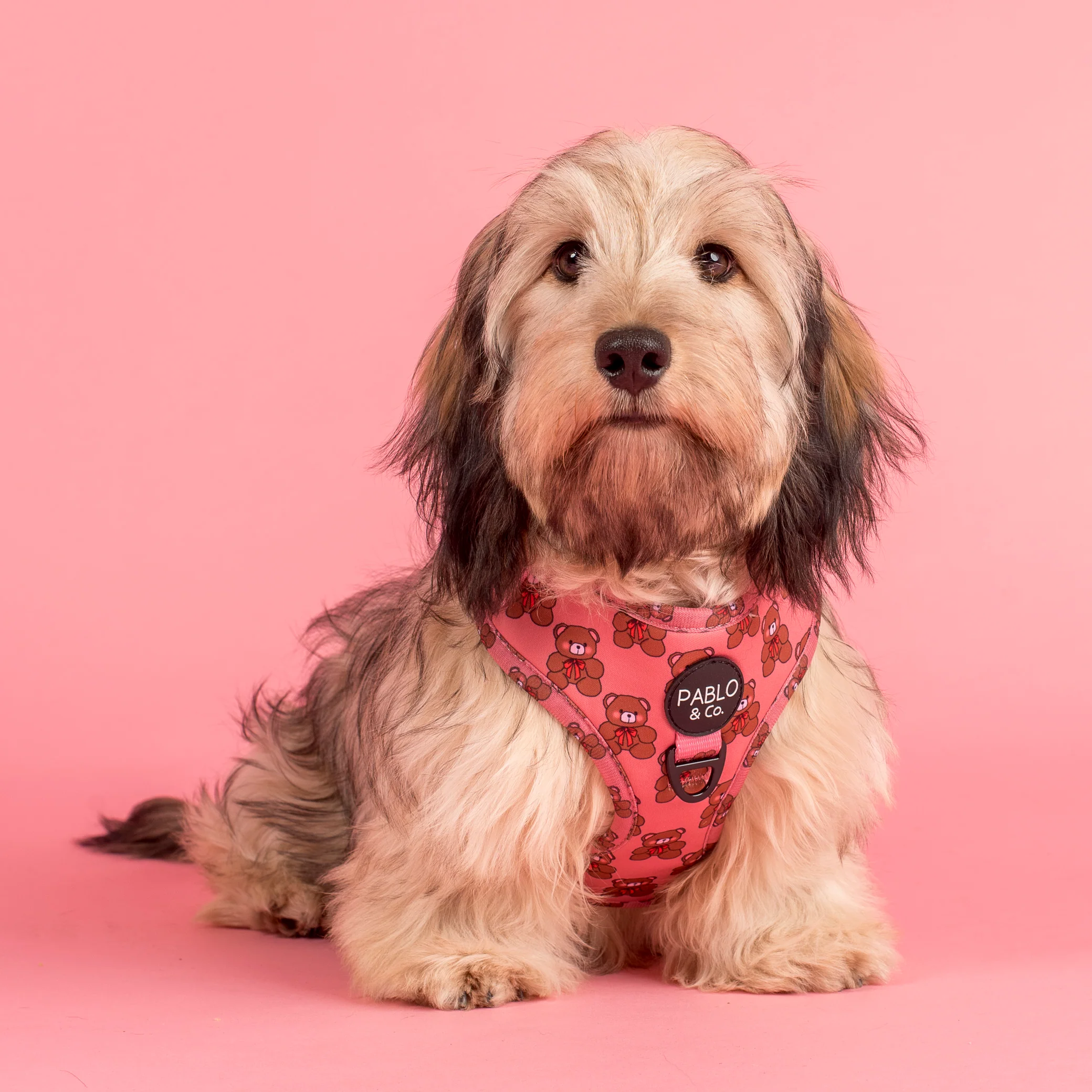Teddies: Adjustable Harness