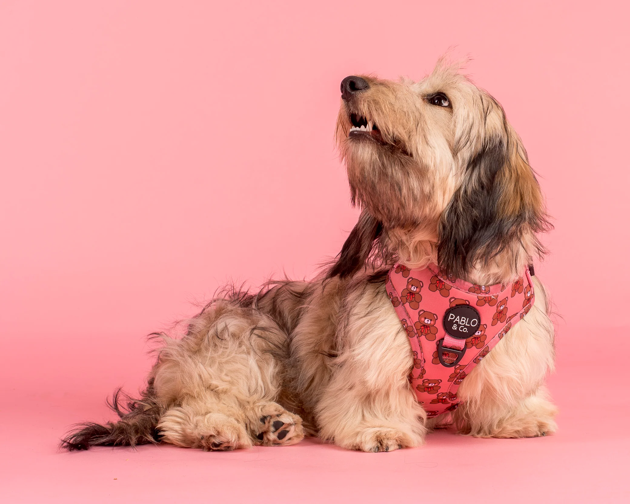 Teddies: Adjustable Harness - Image 4