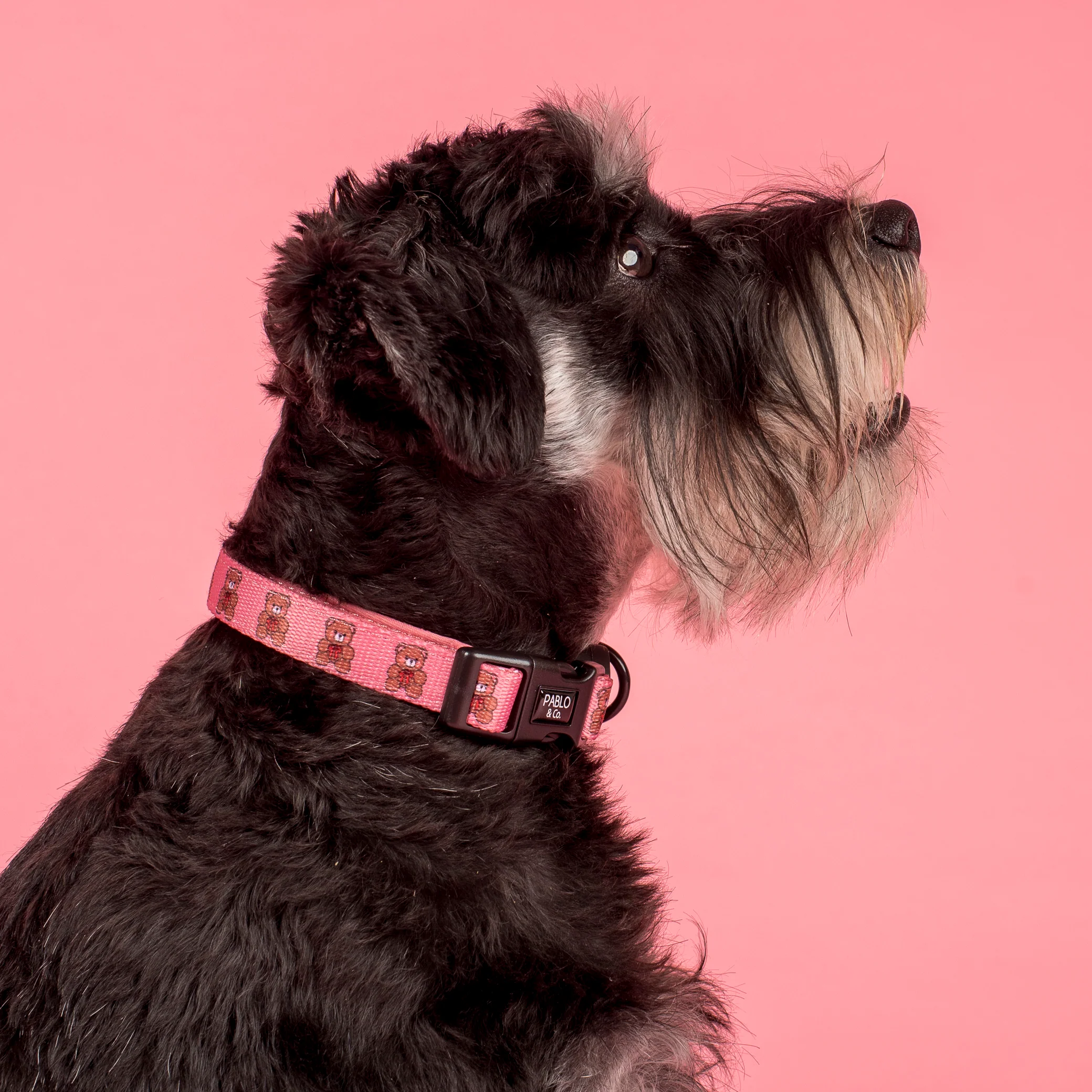 Teddies: Collar