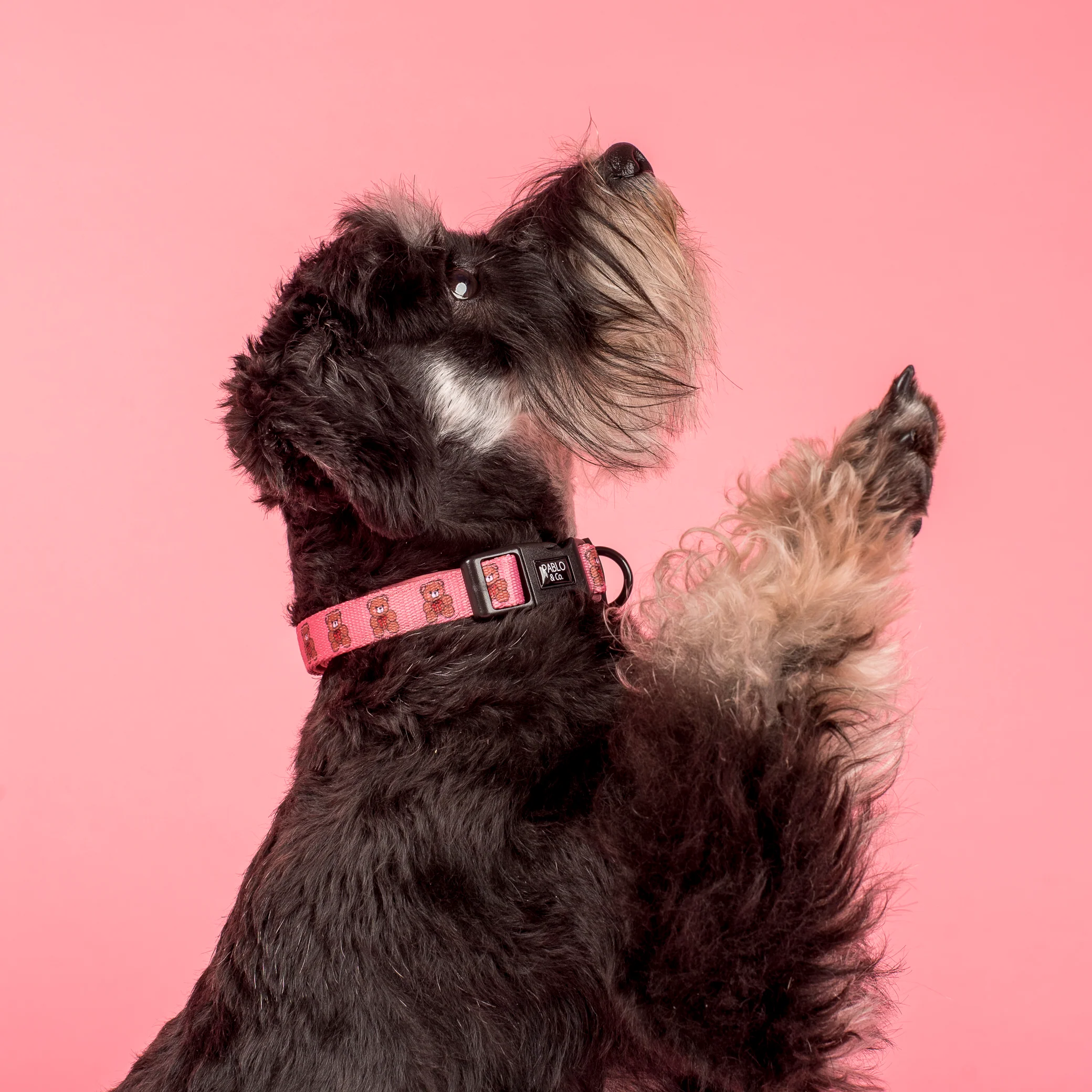 Teddies: Collar - Image 3