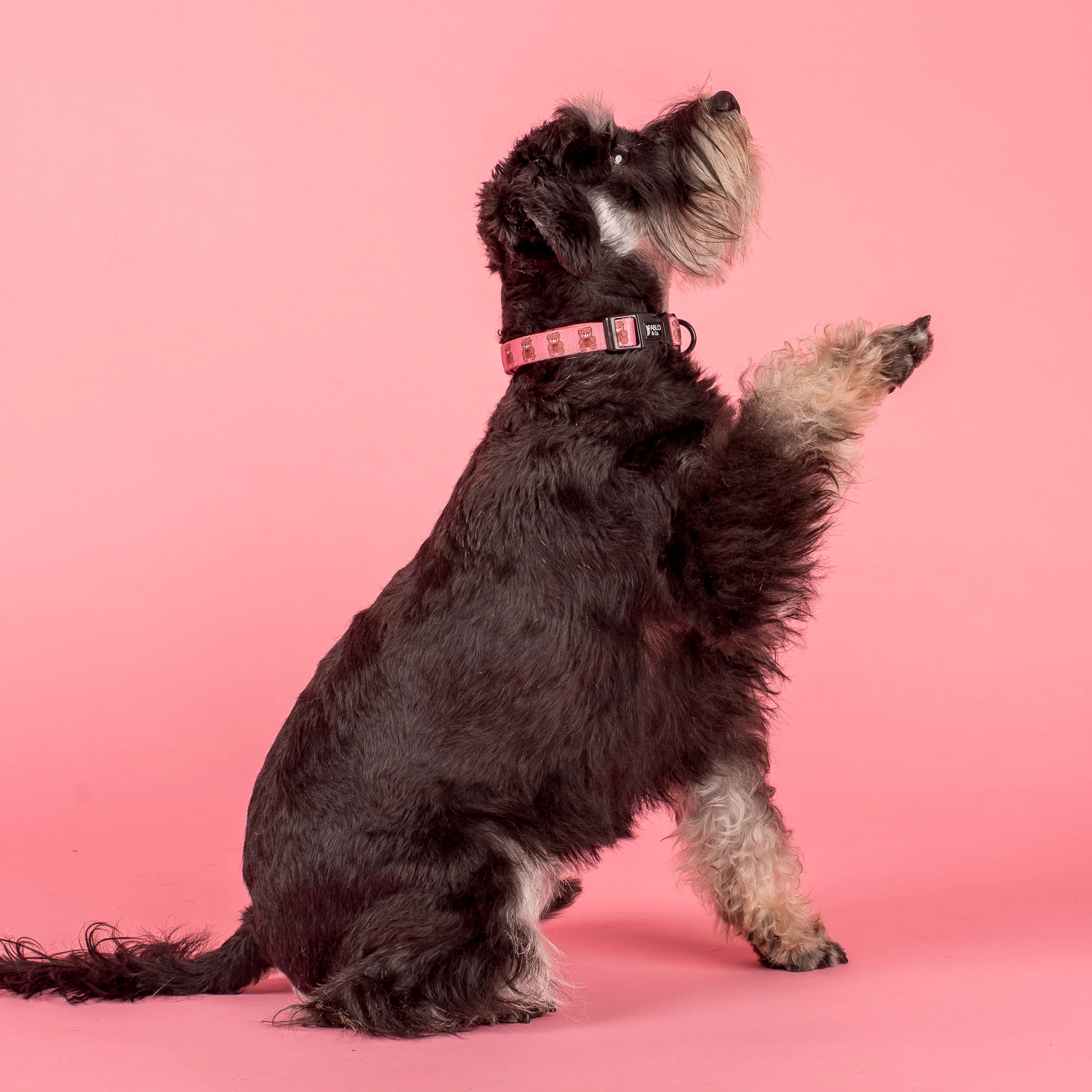 Teddies: Collar - Image 4