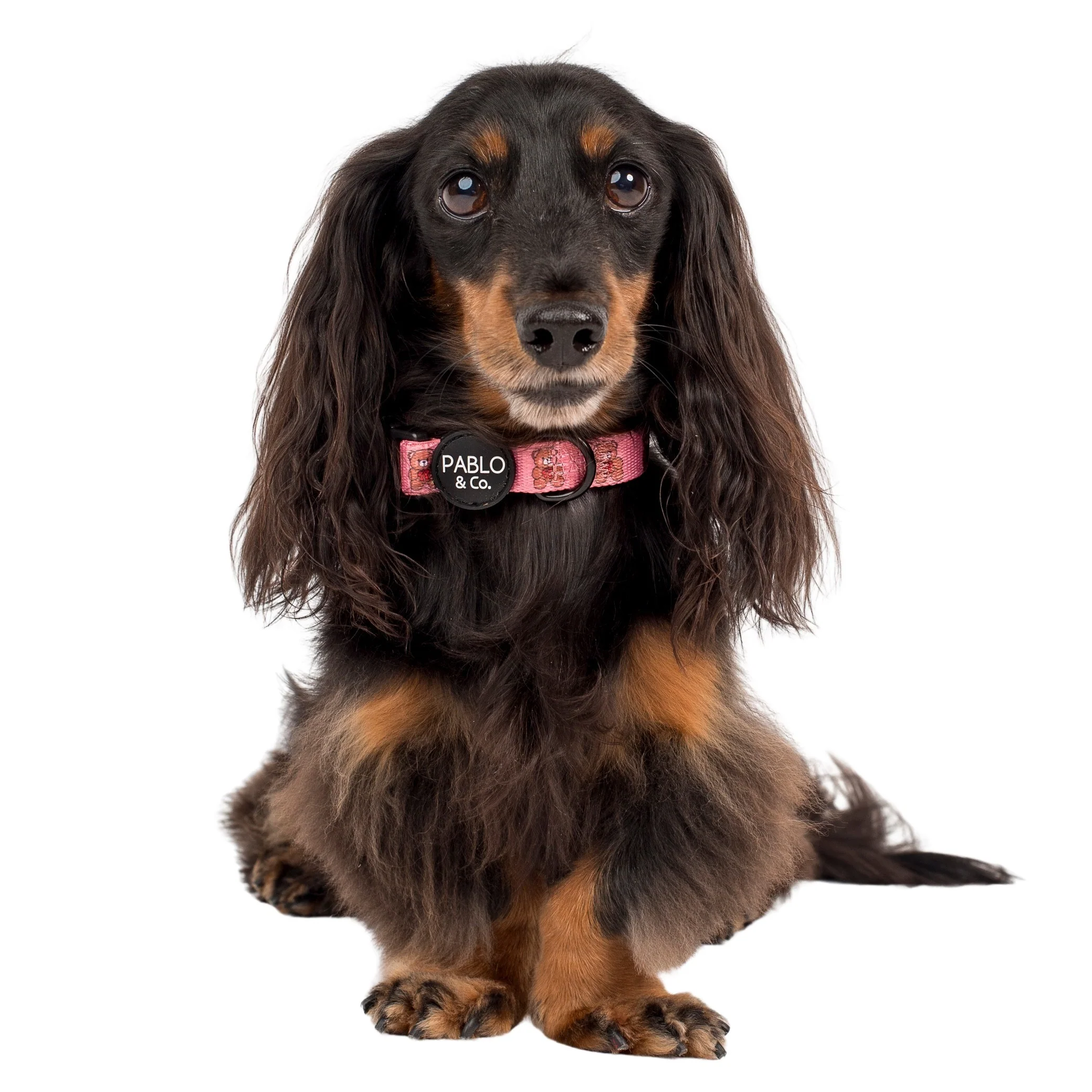 Teddies: Collar - Image 5