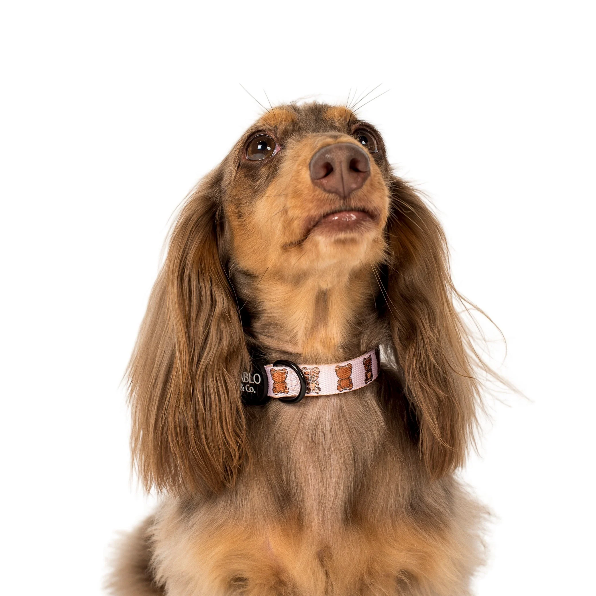 Teddy Bears Picnic: Collar - Image 2