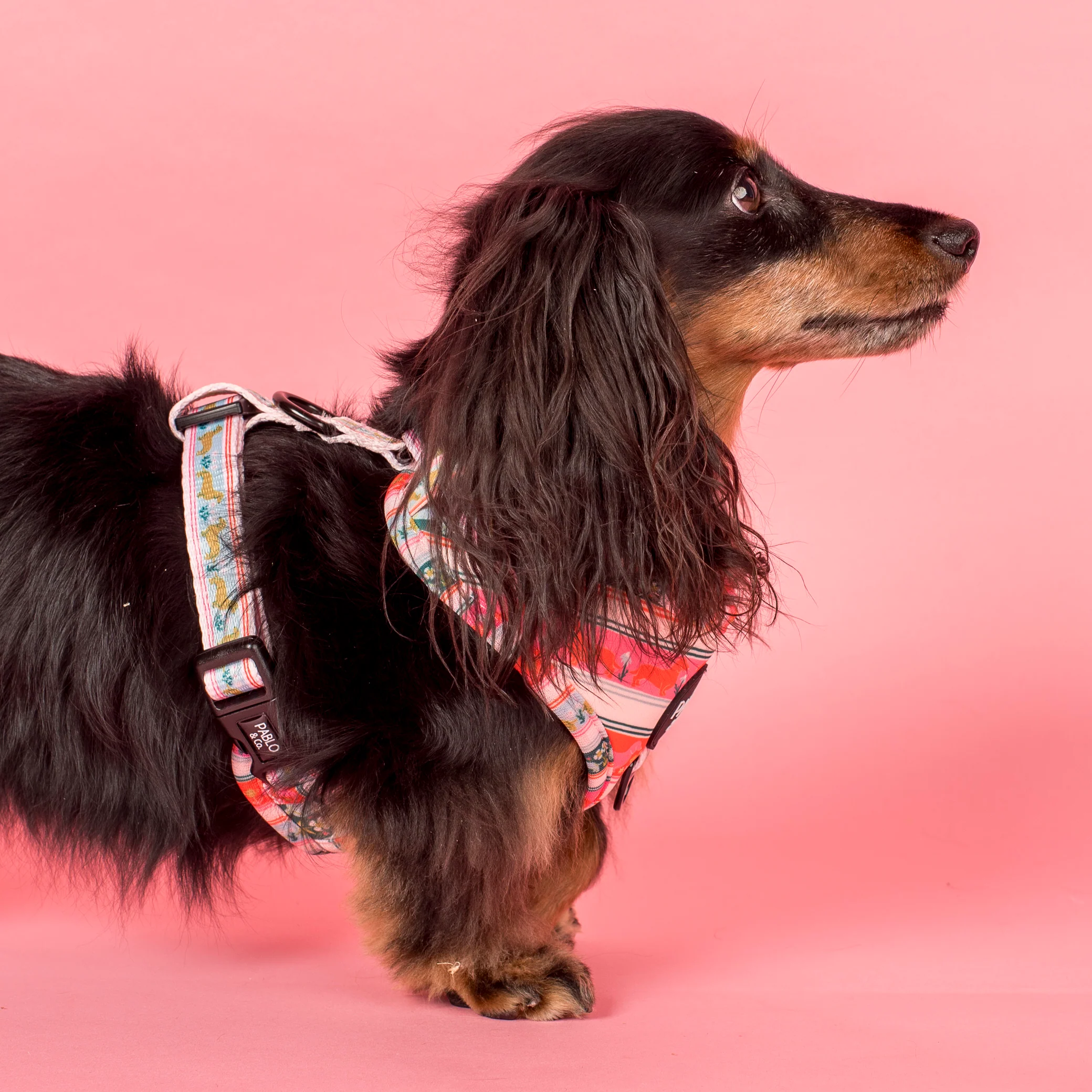 The Blooming Dachshund: Adjustable Harness - Image 3