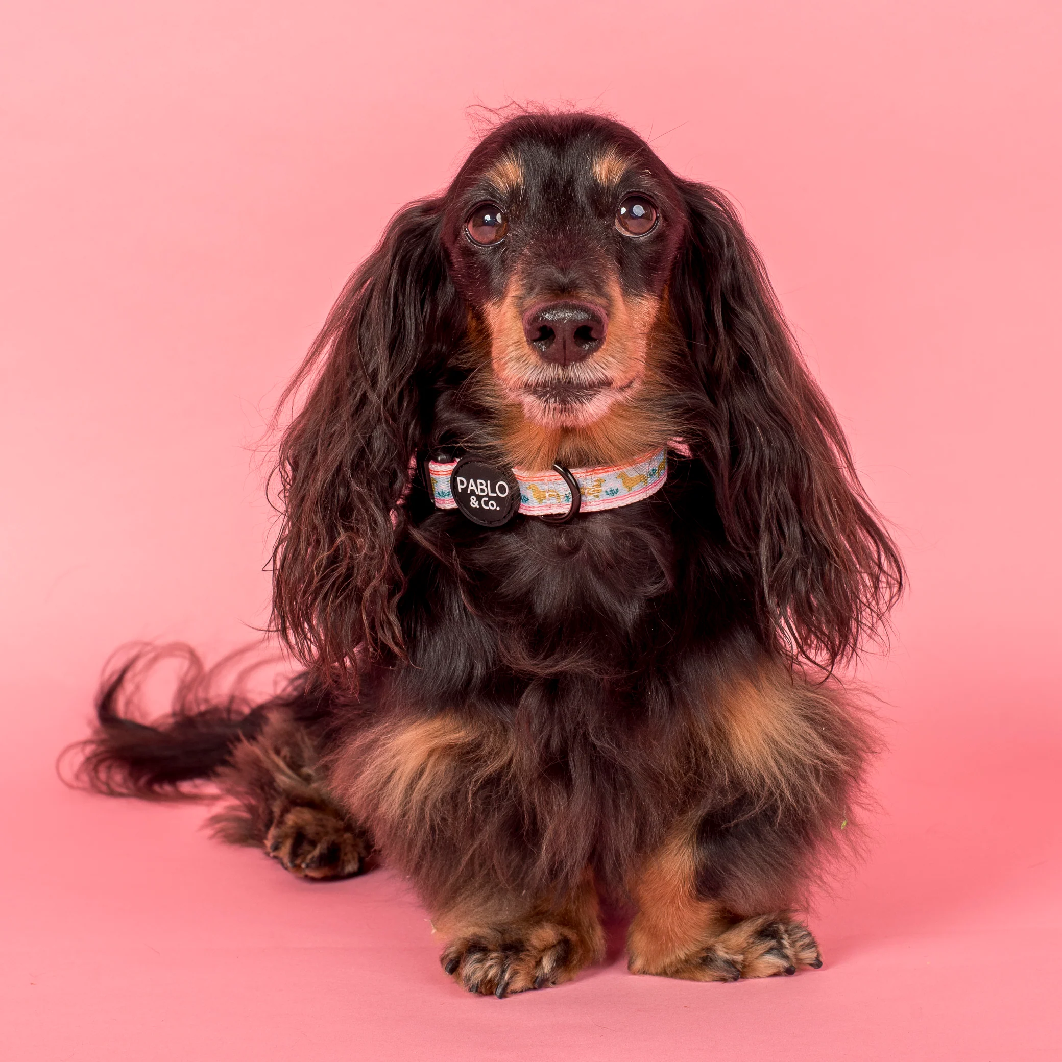 The Blooming Dachshund: Collar