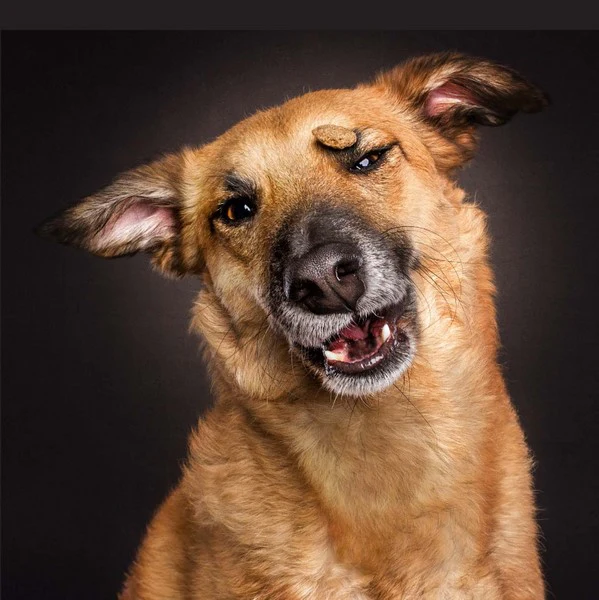 Treat! Book - Image 3