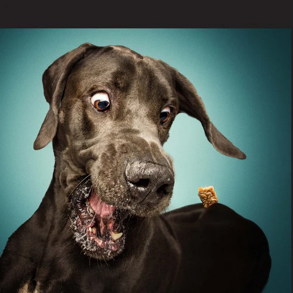 Treat! Book - Image 5