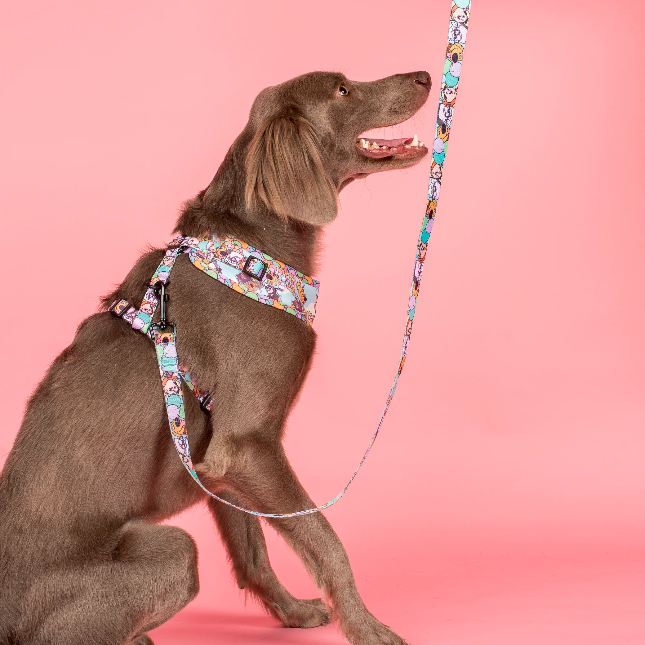 Up: Adjustable Harness - Image 3