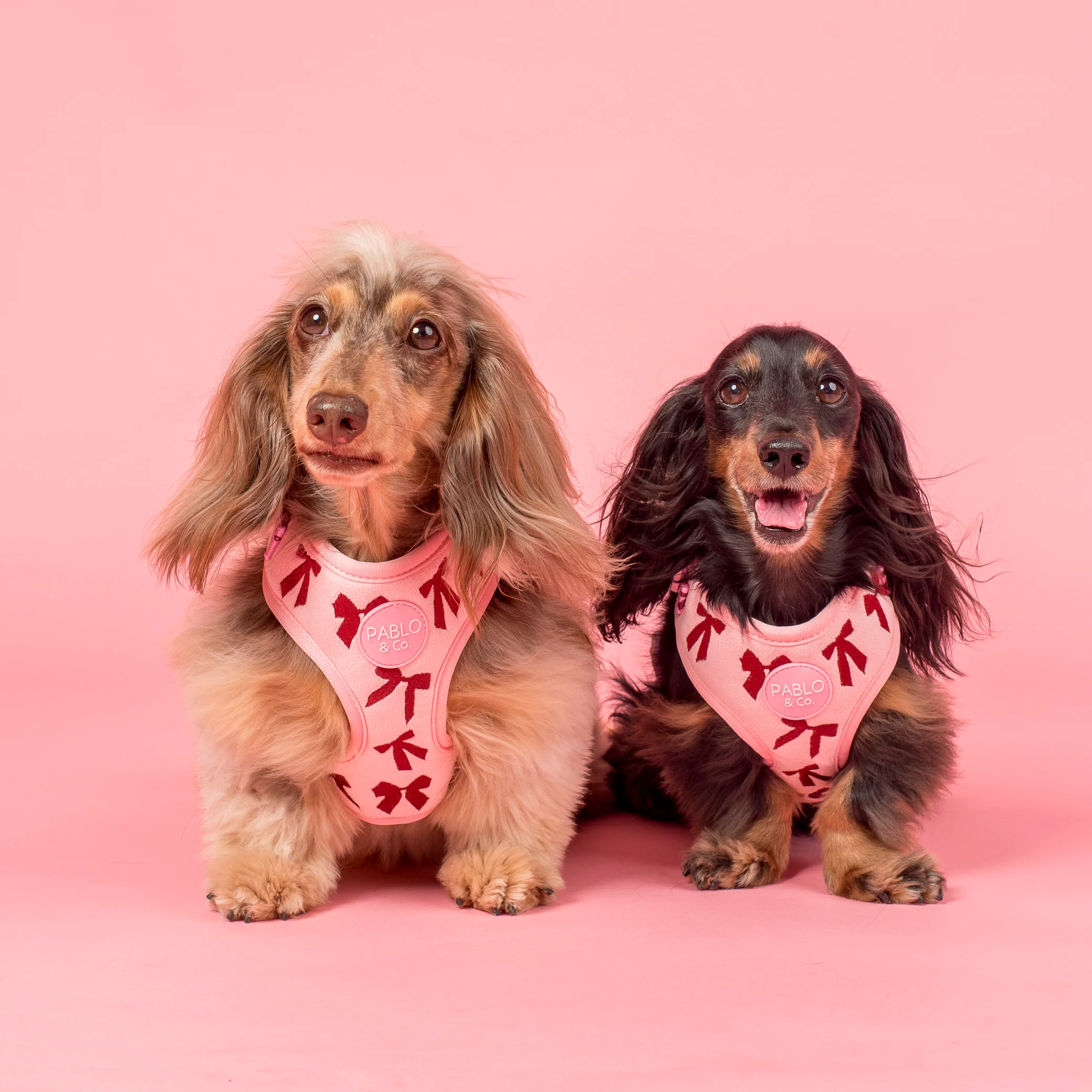 Velvet Blush Bows: Adjustable Harness