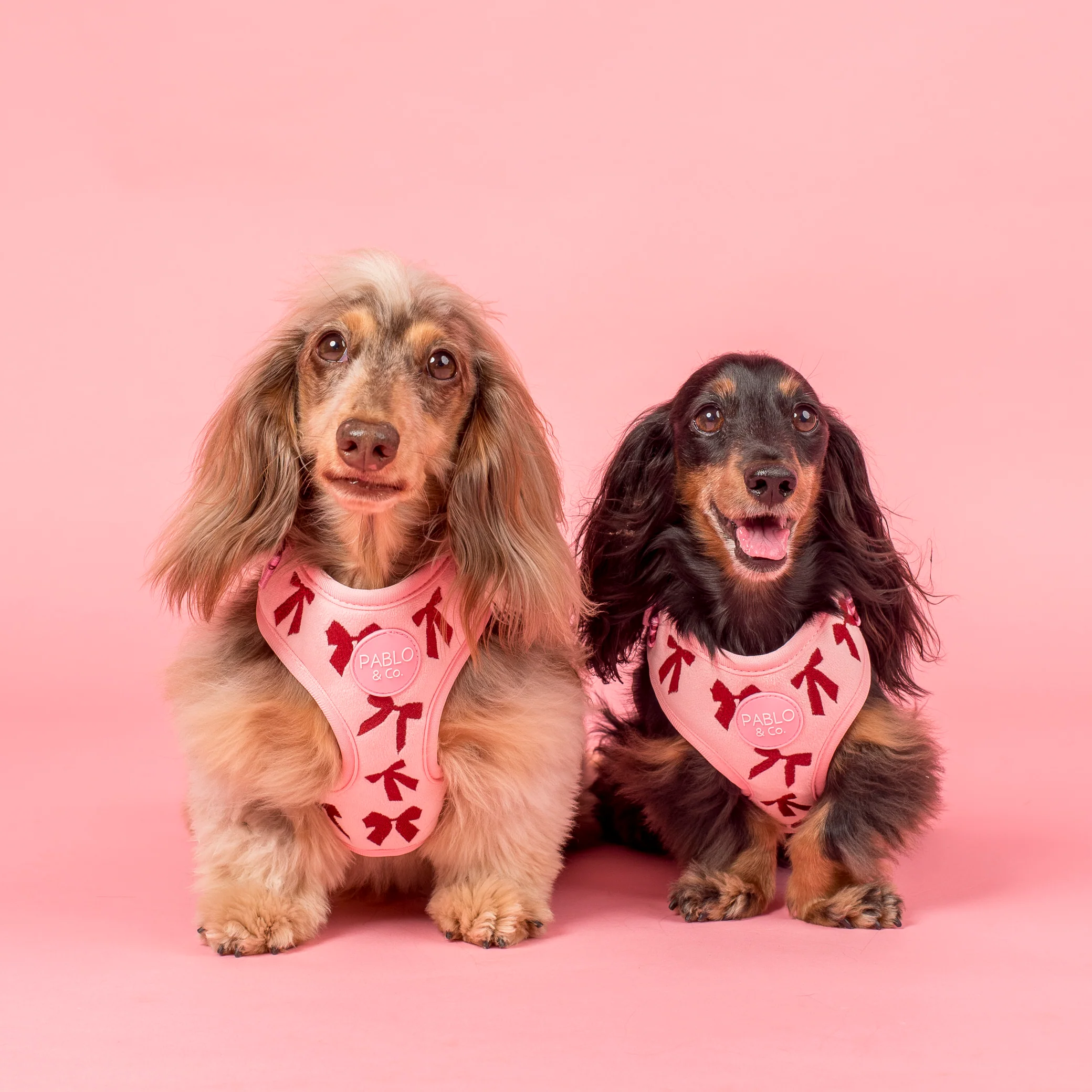 Velvet Blush Bows: Adjustable Harness - Image 5