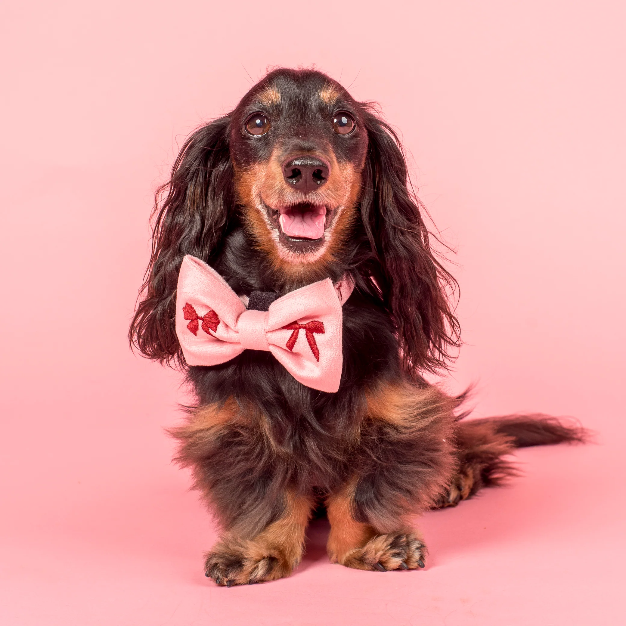Velvet Blush Bows: Bow Tie - Image 3