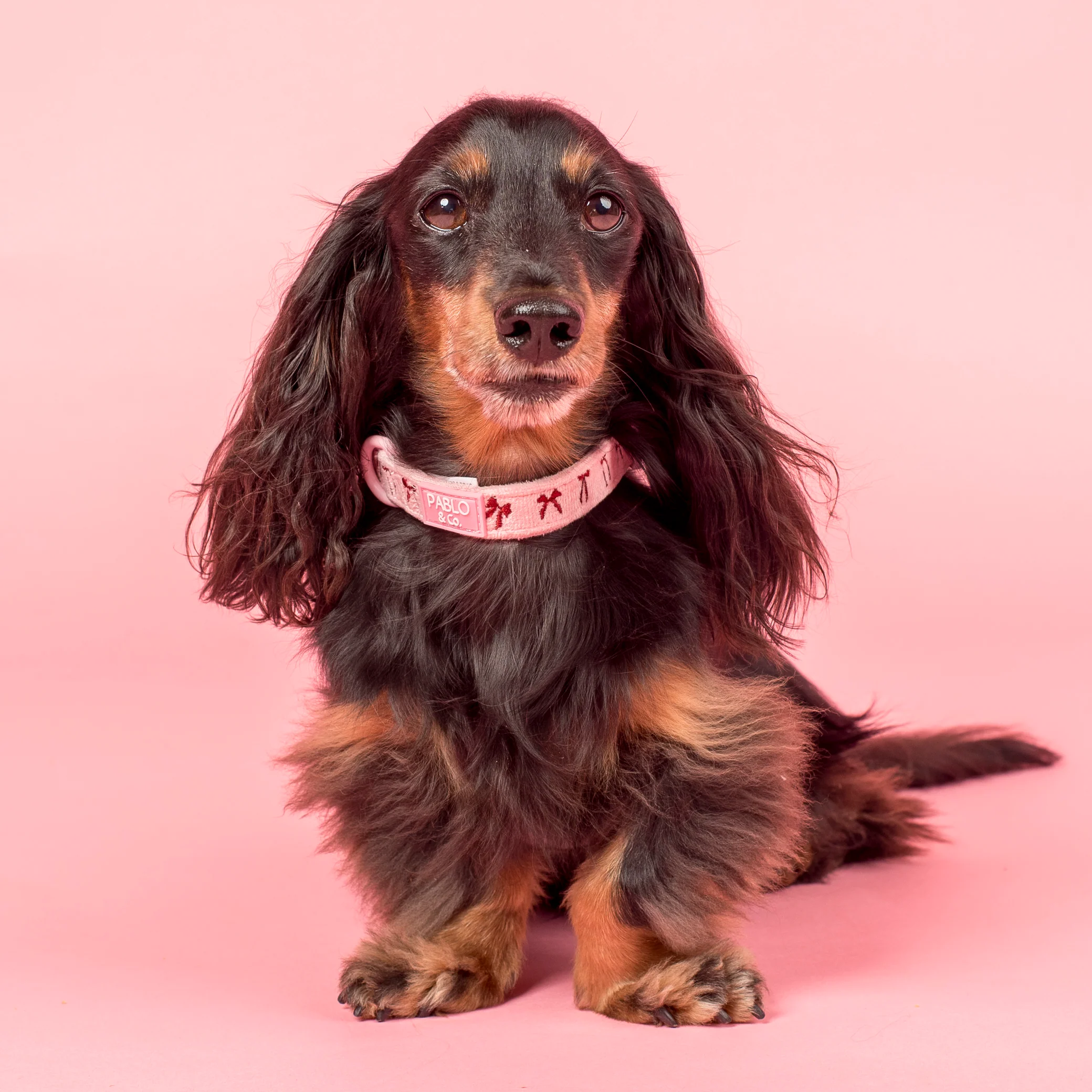 Velvet Blush Bows: Collar - Image 2