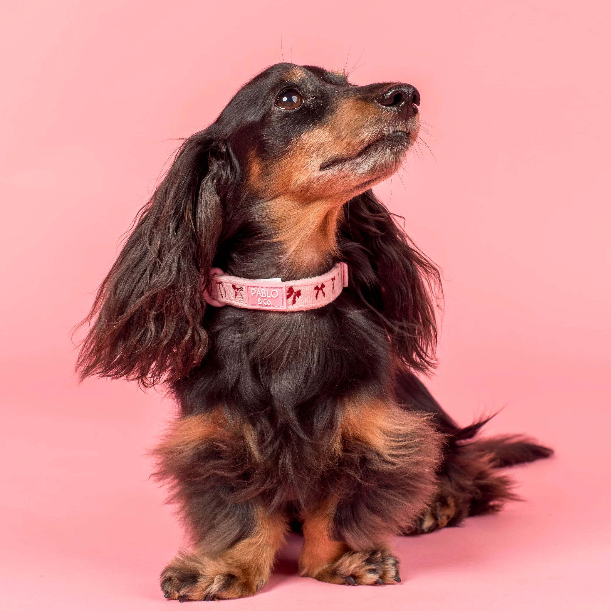 Velvet Blush Bows: Collar - Image 3