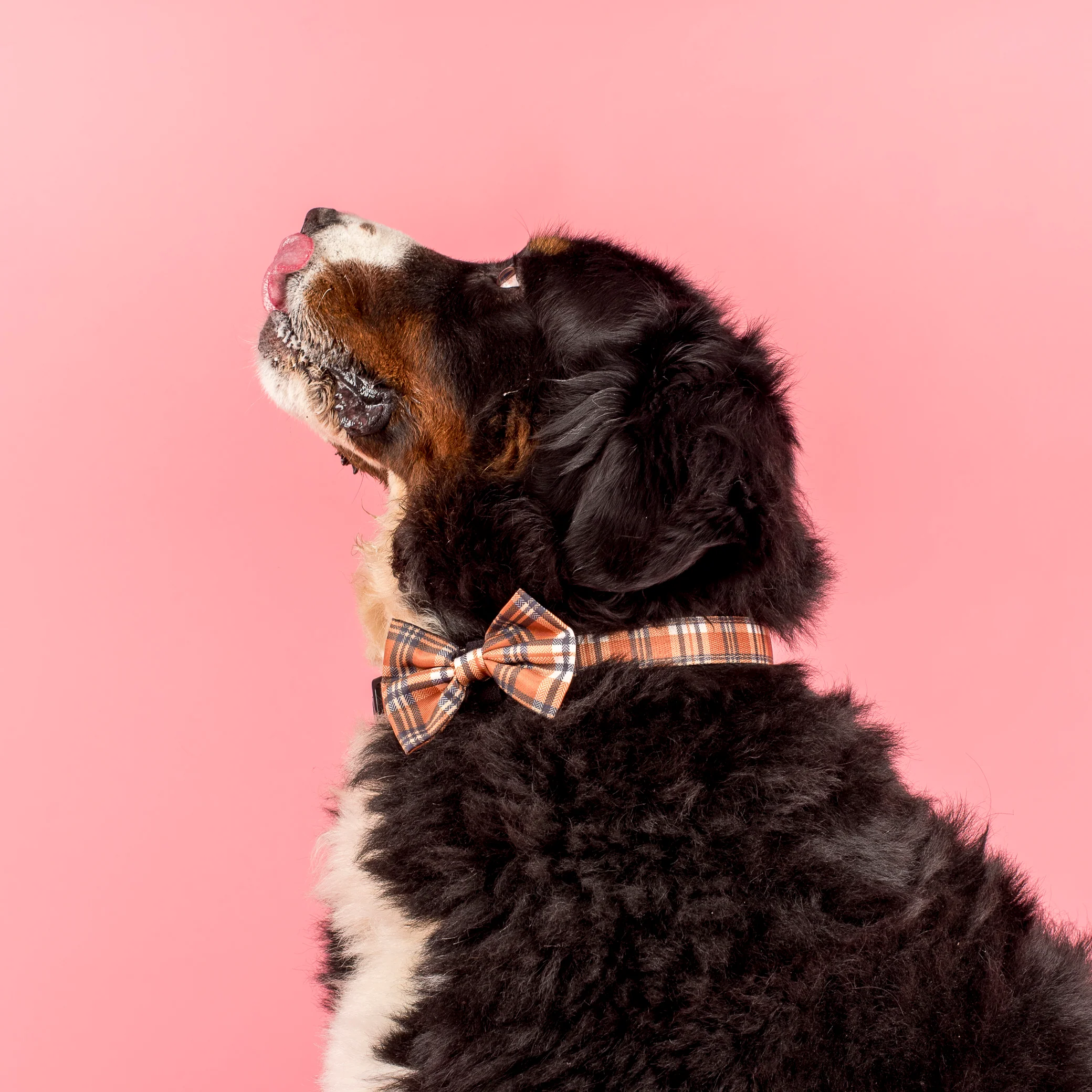 Vintage Plaid: Bow Tie - Image 4