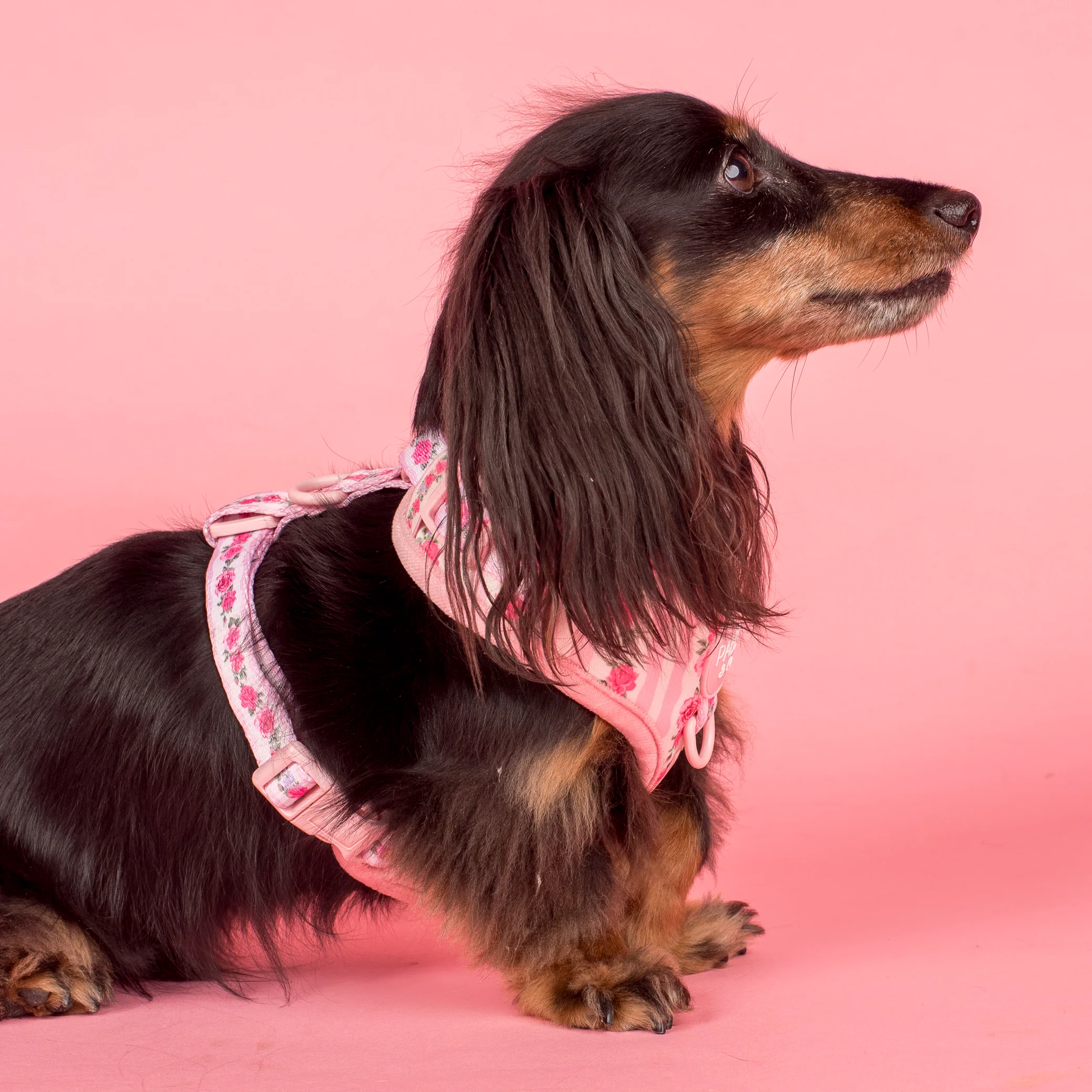 Vintage Rose: Adjustable Harness - Image 3