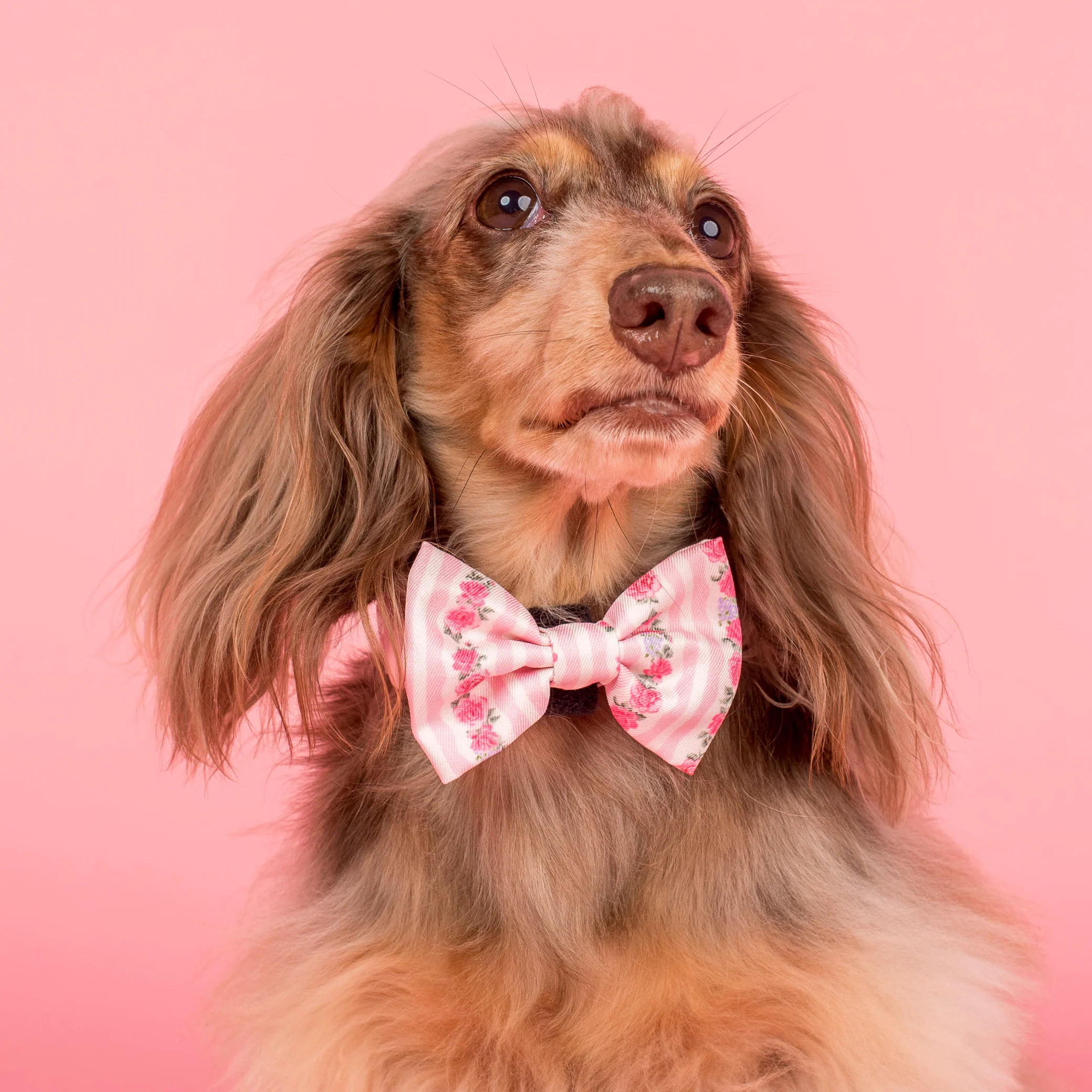 Vintage Rose: Bow Tie - Image 3