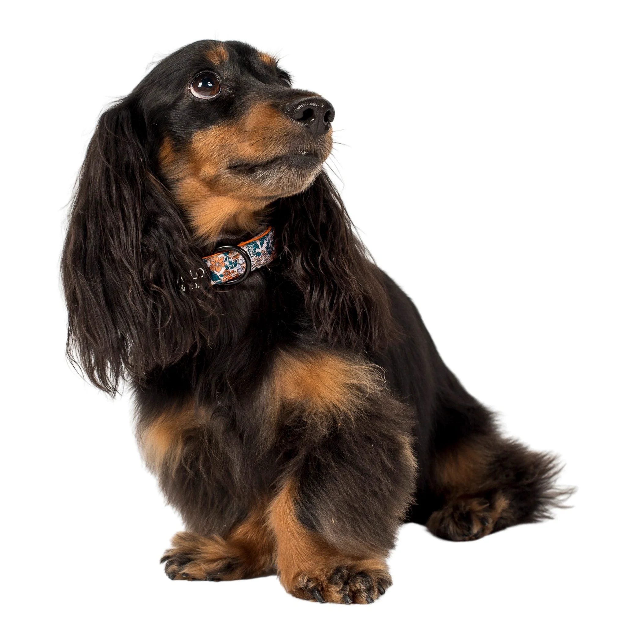 Wildflowers: Dog Collar - Image 2