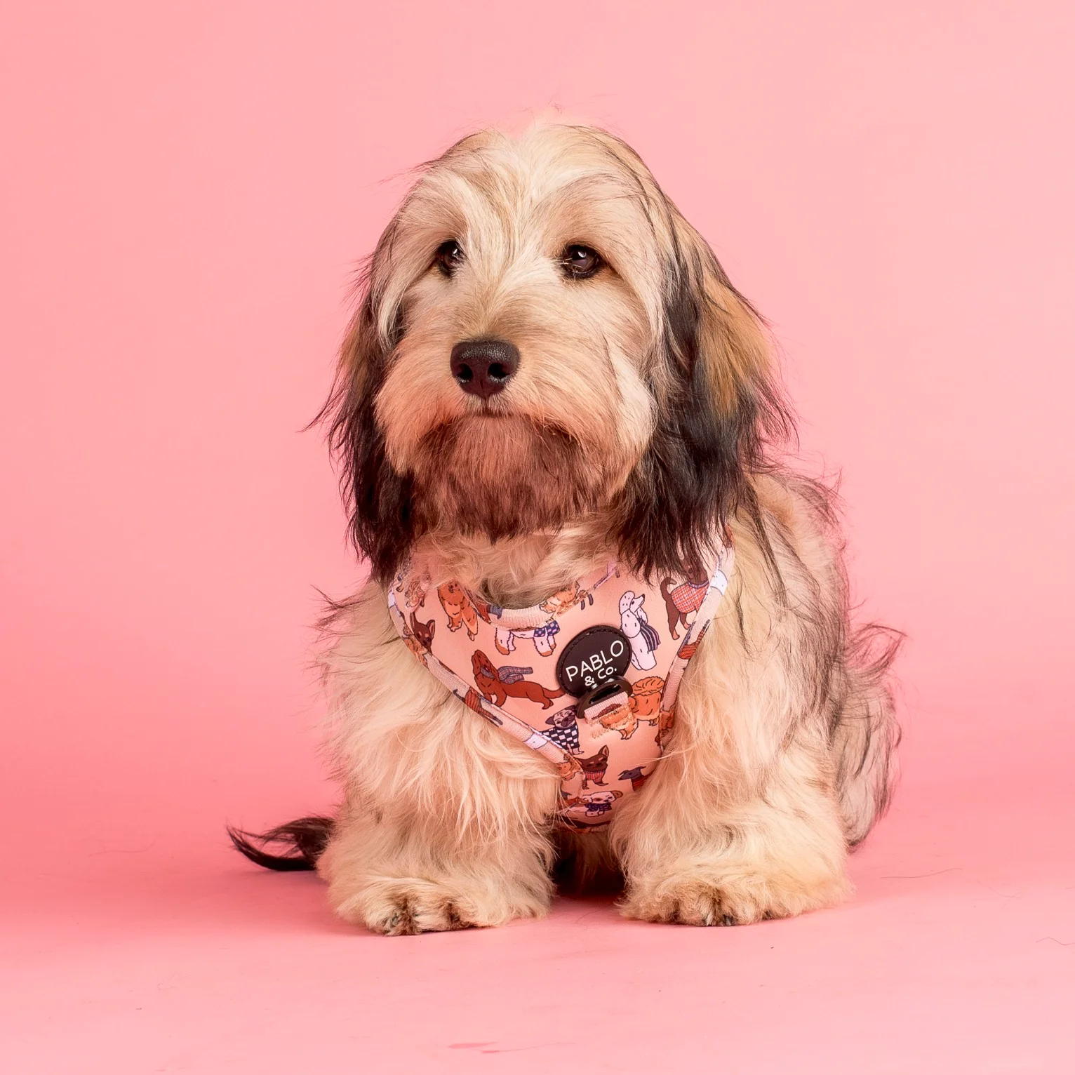 Winter Pooches: Adjustable Harness