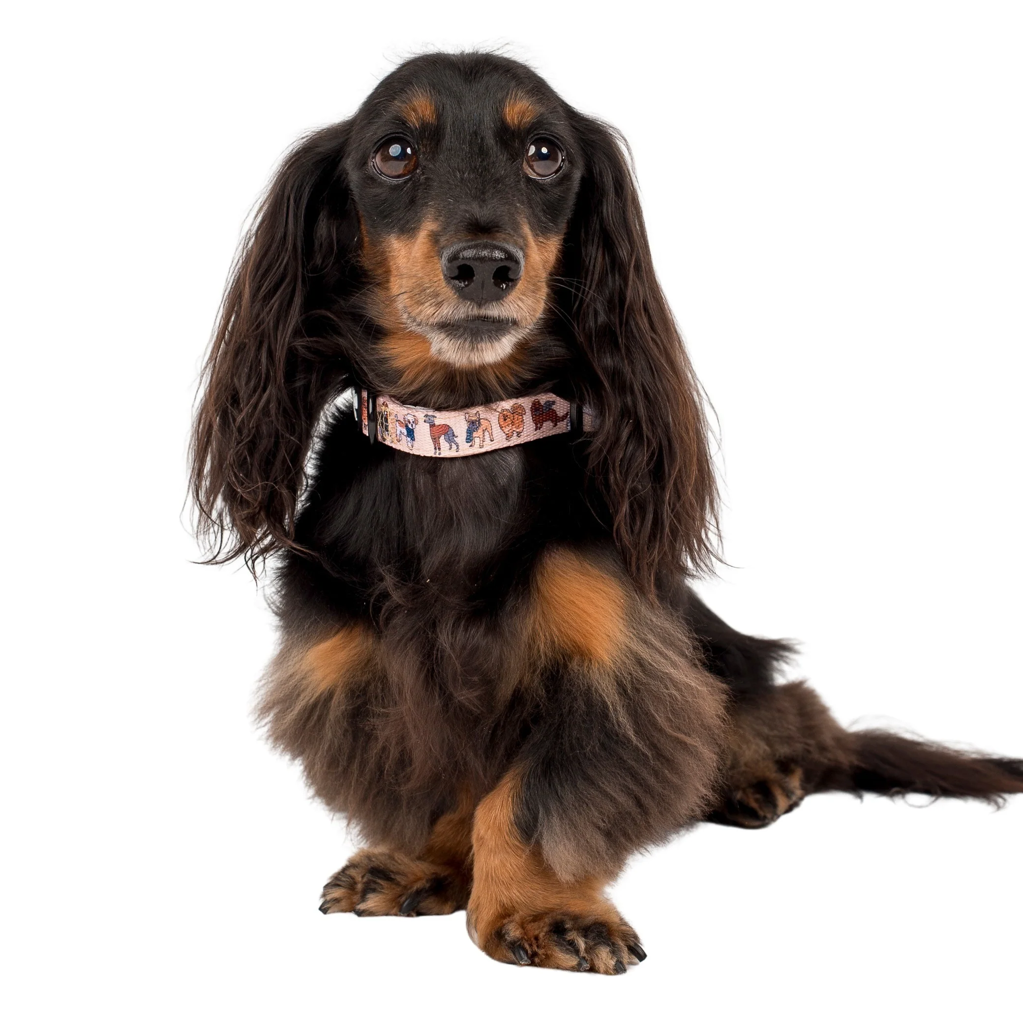 Winter Pooches: Collar
