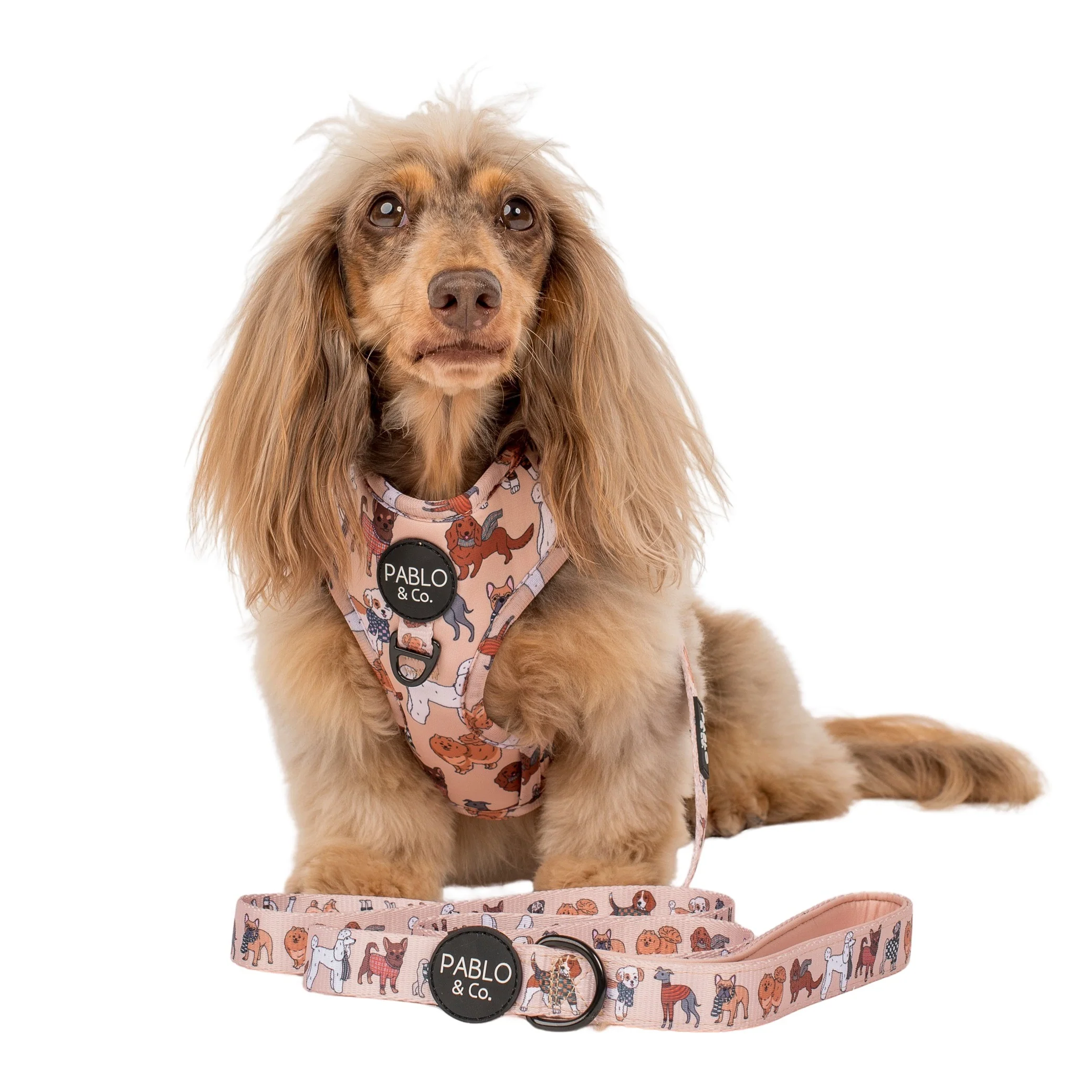 Winter Pooches: Dog Leash - Image 3