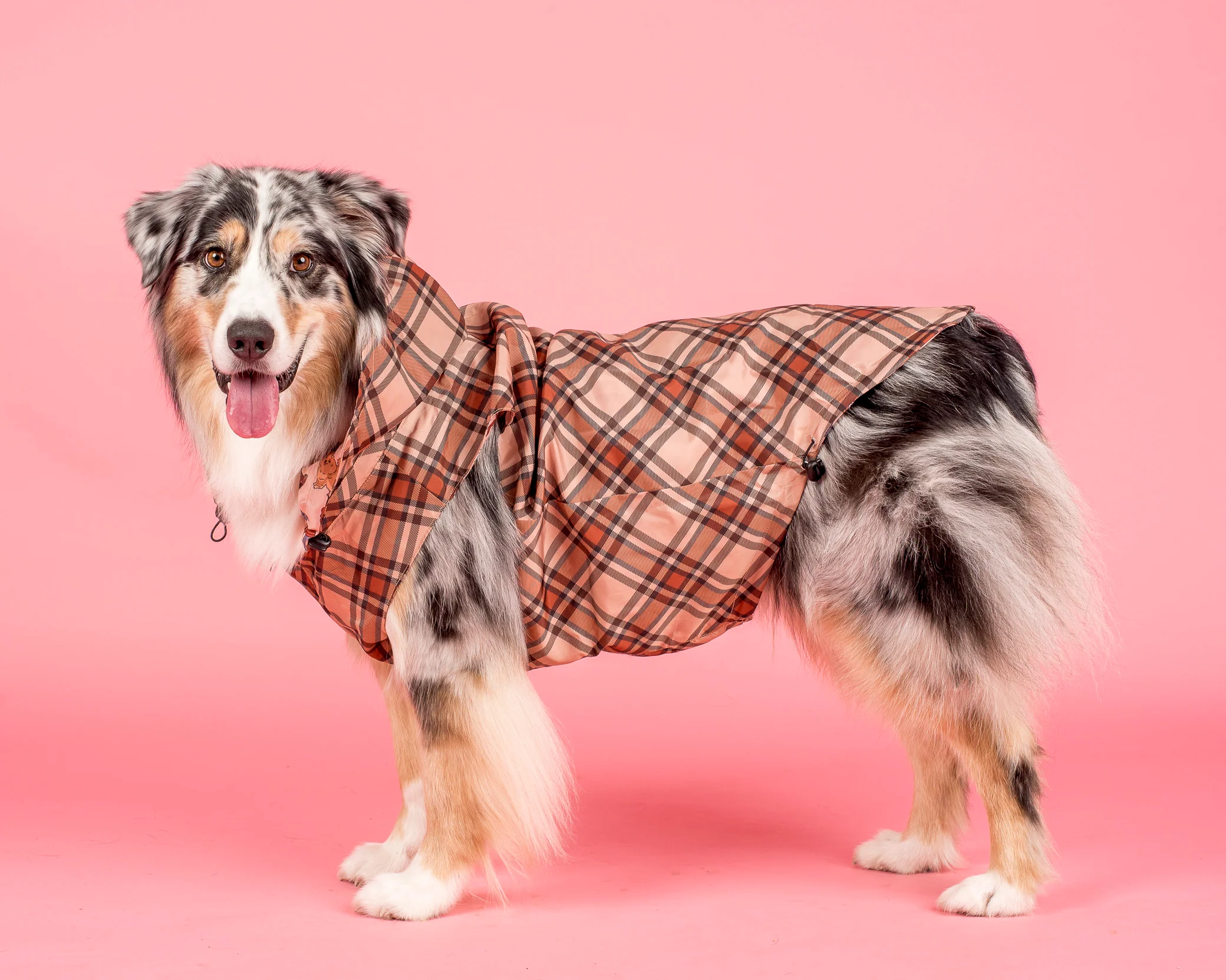 Winter Pooches / Kensington: Raincoat