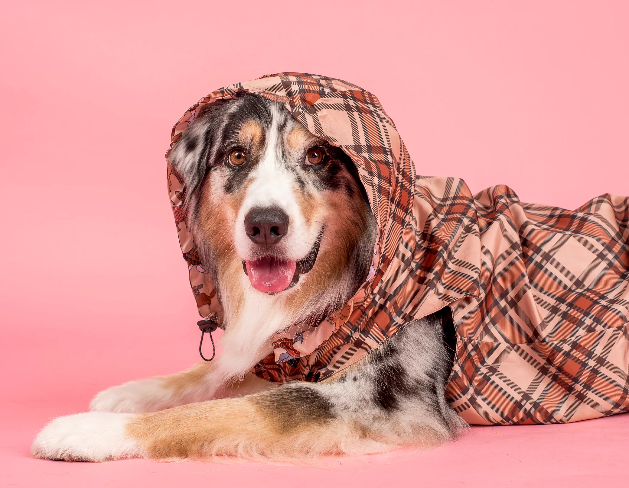 Winter Pooches / Kensington: Raincoat - Image 3