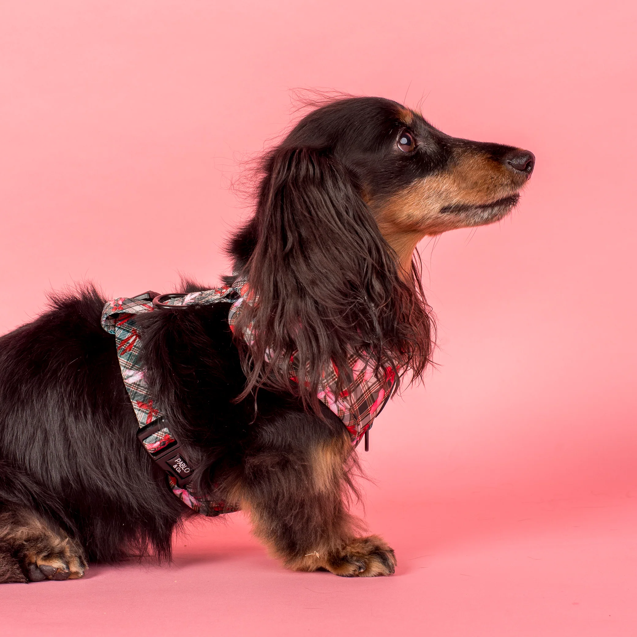 Wrapped in Ribbons: Adjustable Harness - Image 3